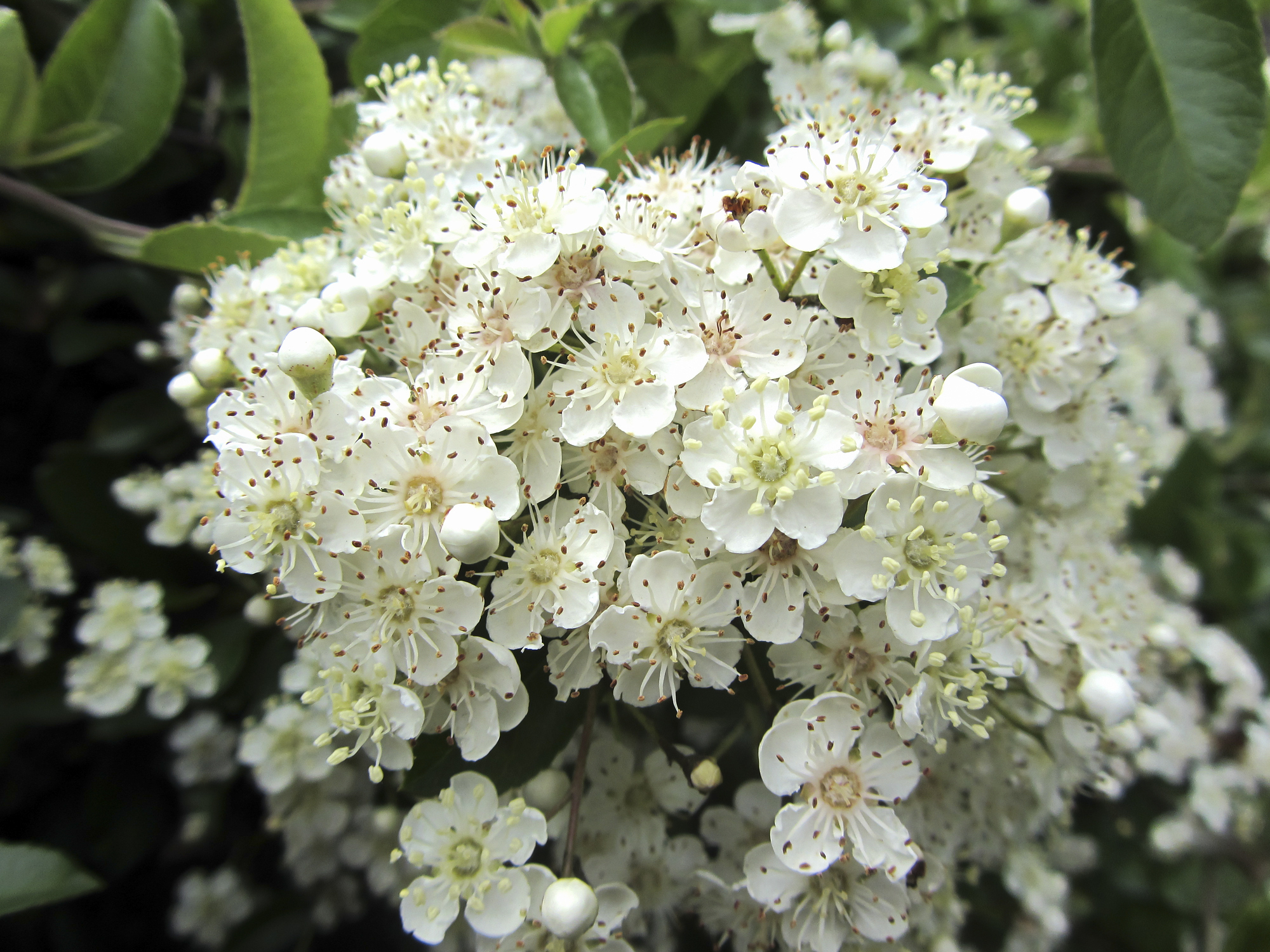 Nahaufnahme der Blüten eines Feuerdorns.