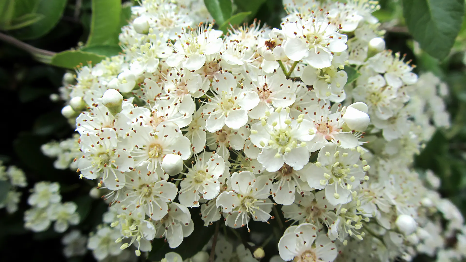 Nahaufnahme der Blüten eines Feuerdorns.