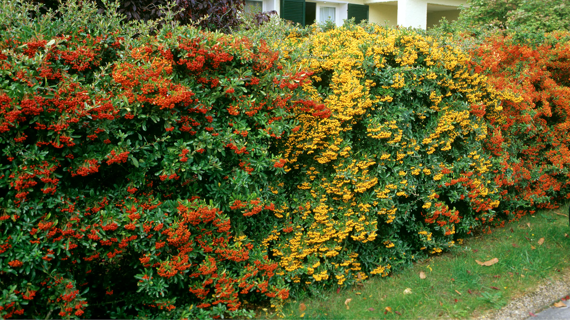 Eine bunte Hecke aus Feuerdornpflanzen.