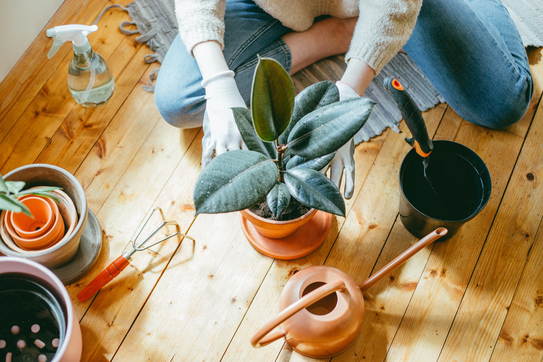 Ficus  Eigenschaften und Tipps im berblick | OBI
