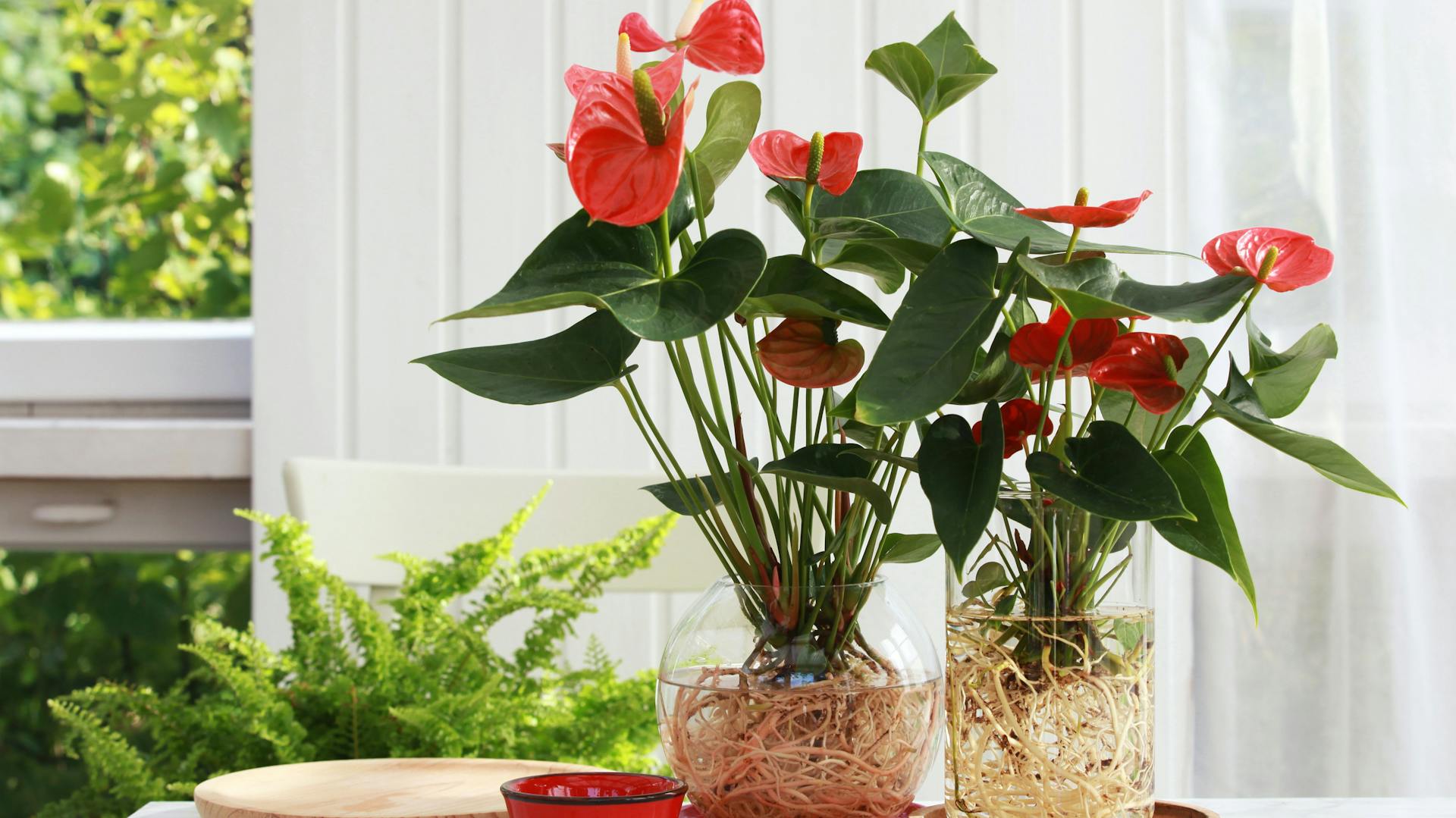 Flamingoblume in Hydrokultur als Zimmerpflanze