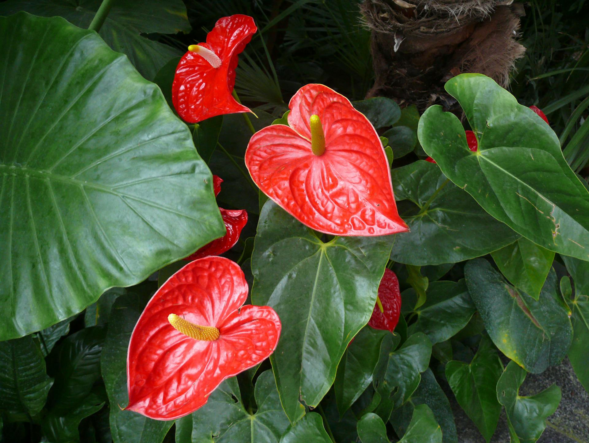 Blüten und Blätter der Flamingoblume