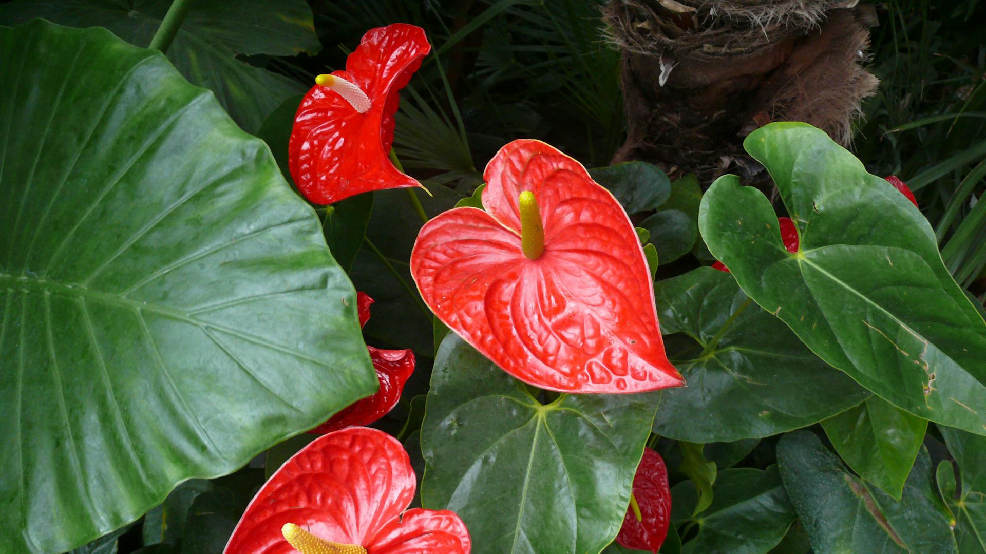 Rote Blüten an der Flamingoblume