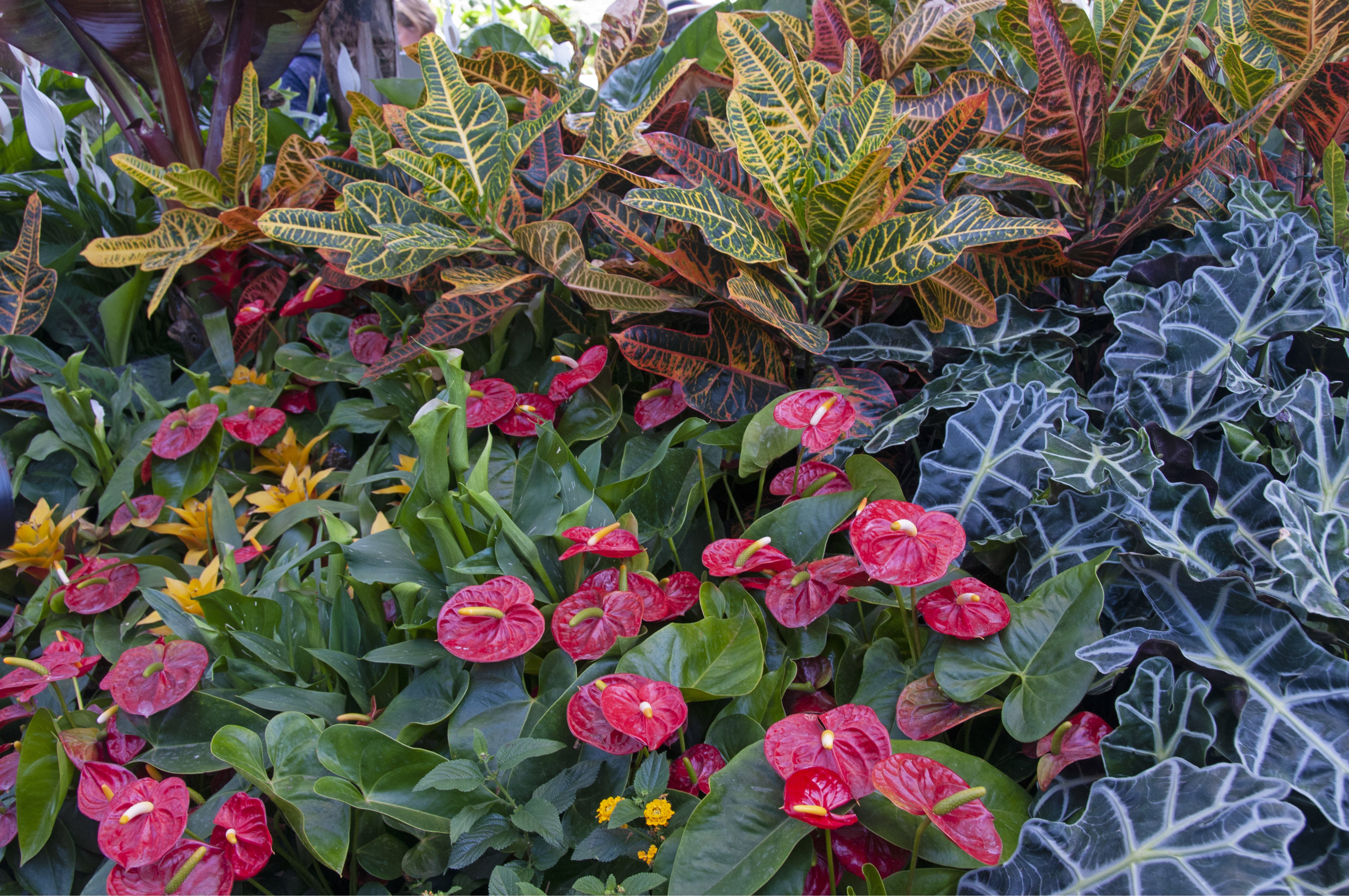 Flamingoblume im Beet, umgeben von anderen grünblättrigen Pflanzen.