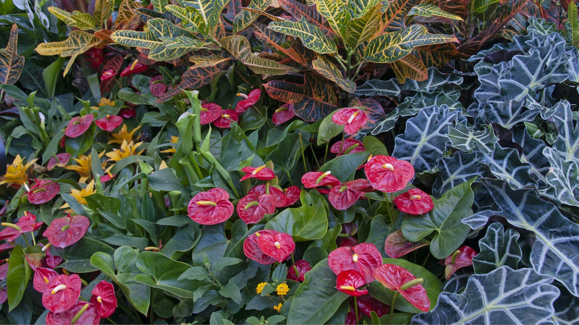Flamingoblume im Beet, umgeben von anderen grünblättrigen Pflanzen.
