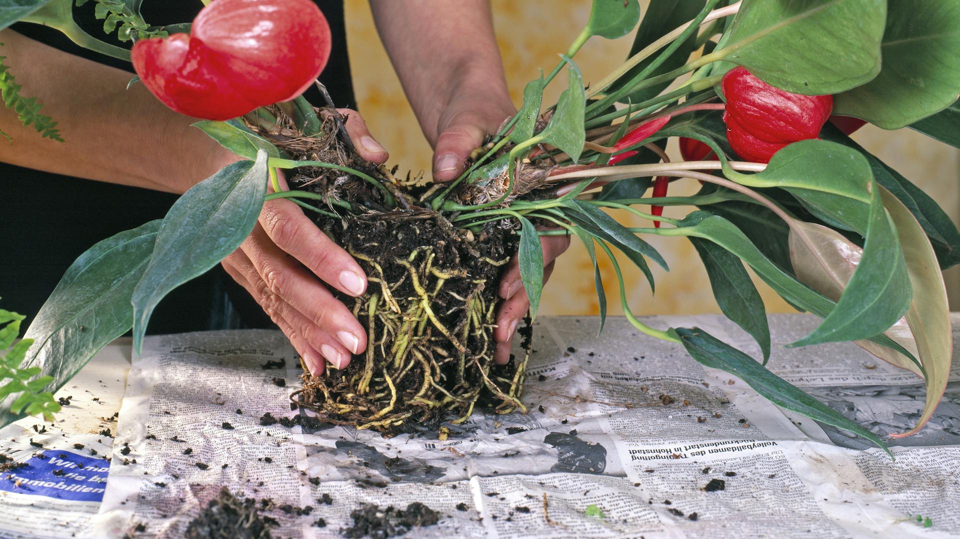 Eine Person hält den Wurzelballen einer Flamingoblume.