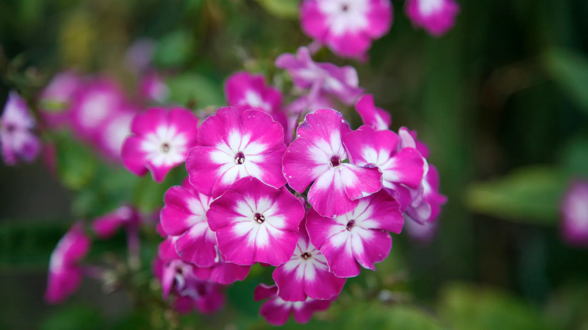 Blüten der Flammenblume