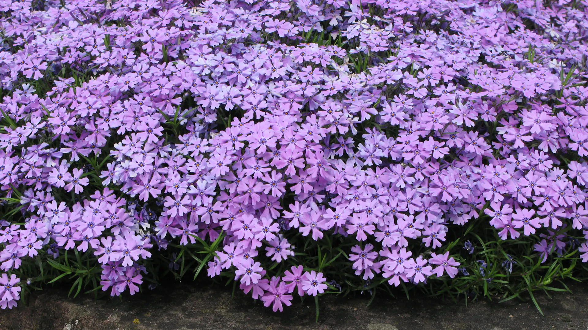 Blühender Phlox