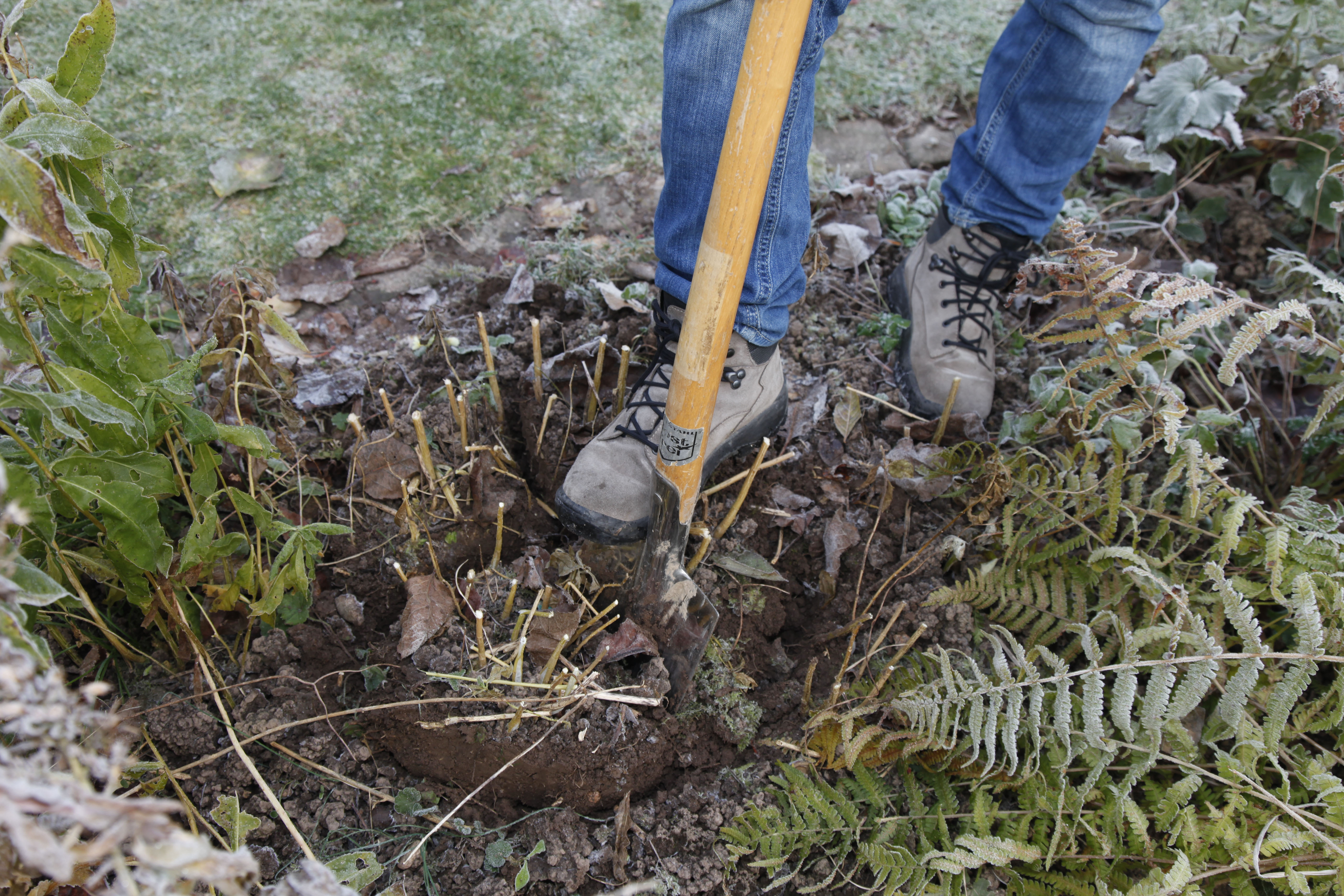 Wurzelballen der Flammenblume wird mit einem Spaten geteilt