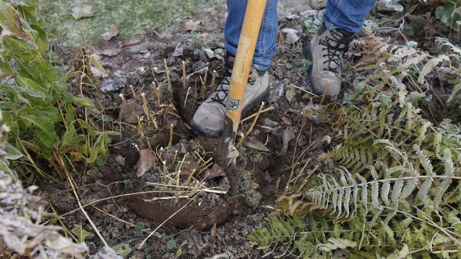 Wurzelballen der Flammenblume wird mit einem Spaten geteilt