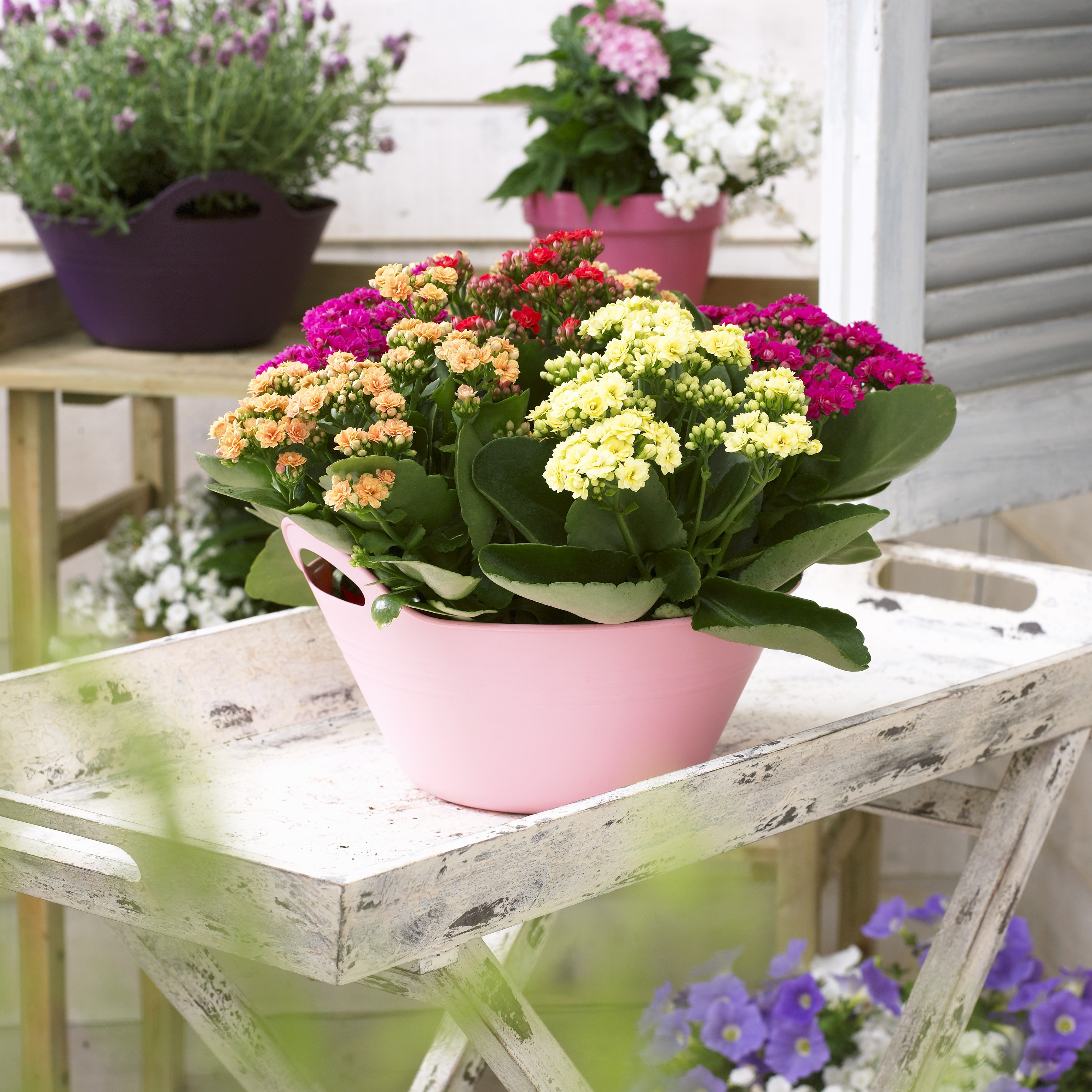 Flammendes Käthchen im Topf