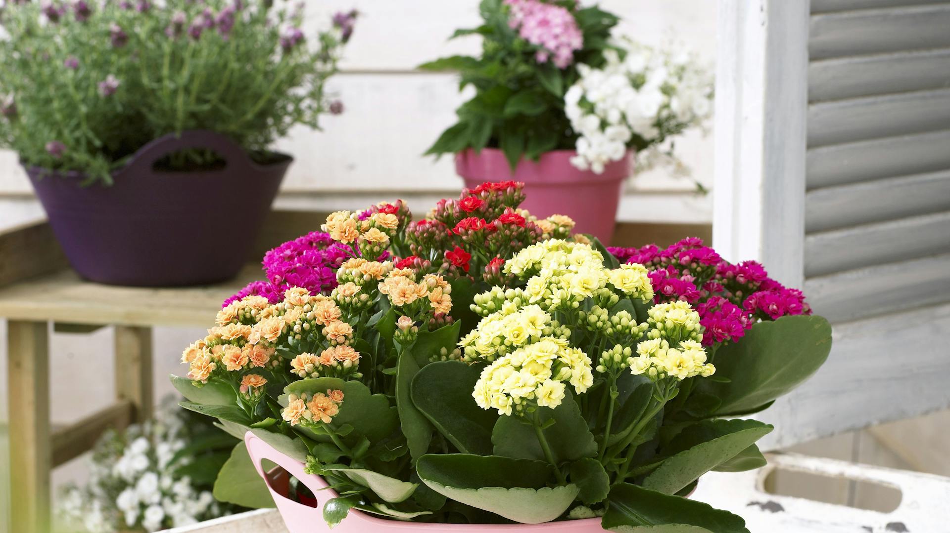 Flammendes Käthchen im Topf