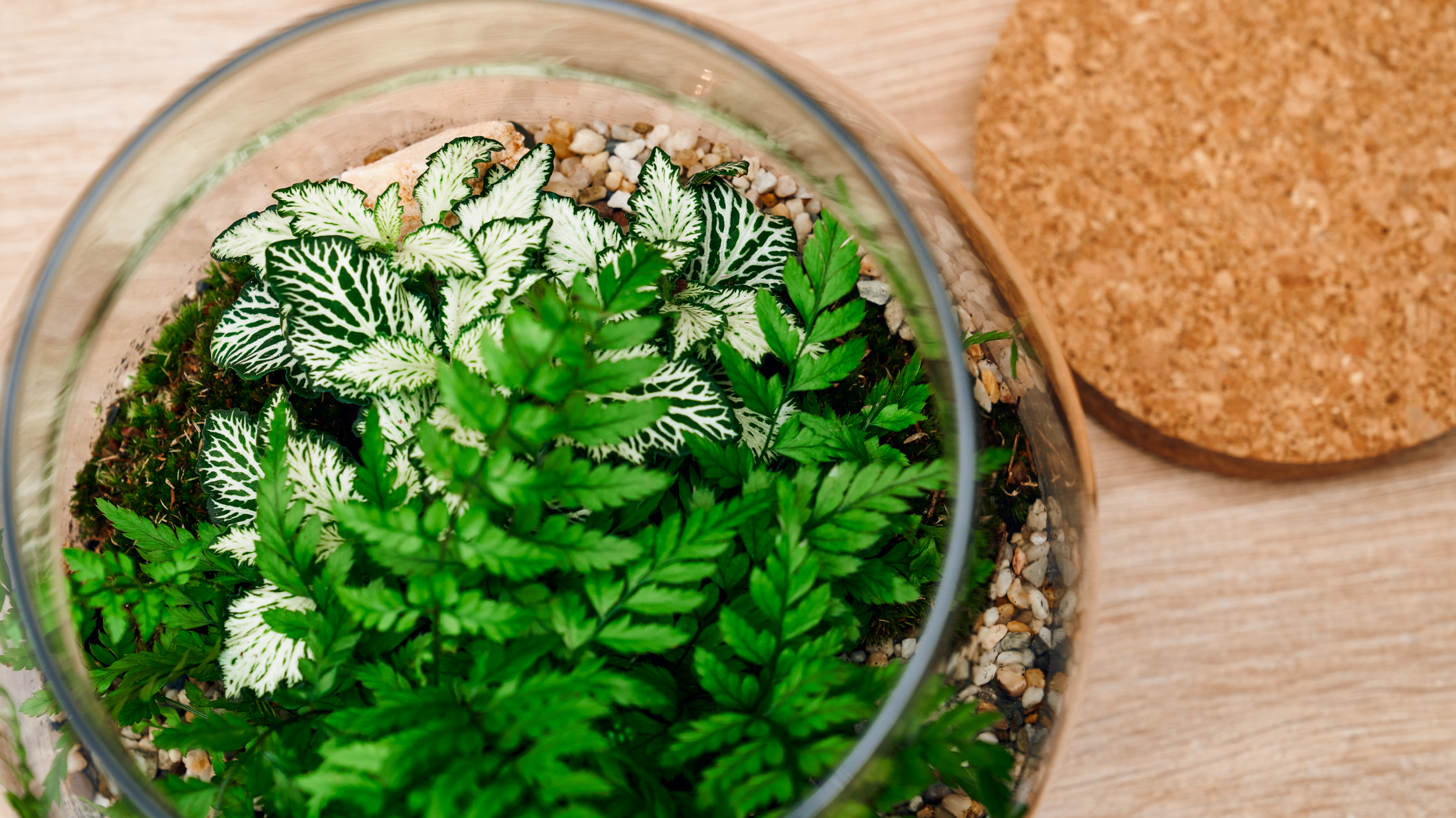 Nyitott palackkert fölülről fényképezve