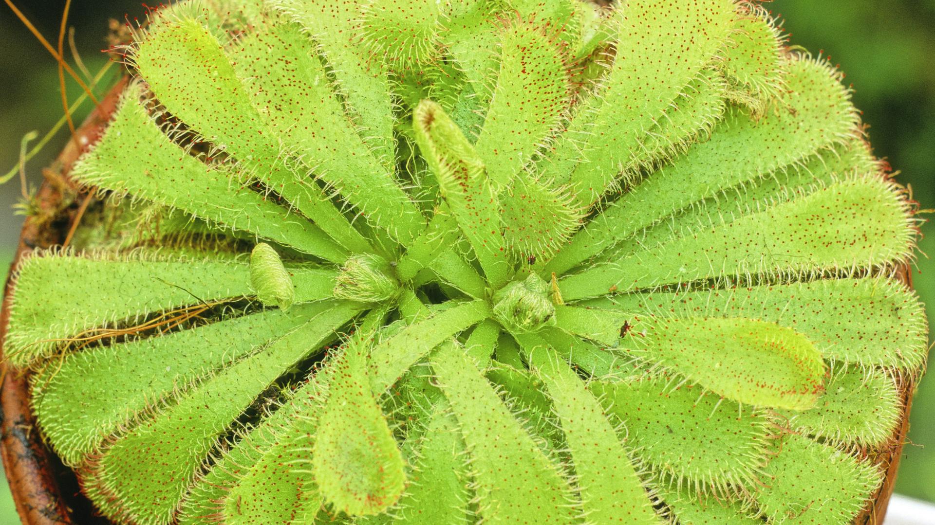 Sonnentau mit langen, keilförmigen Blättern.