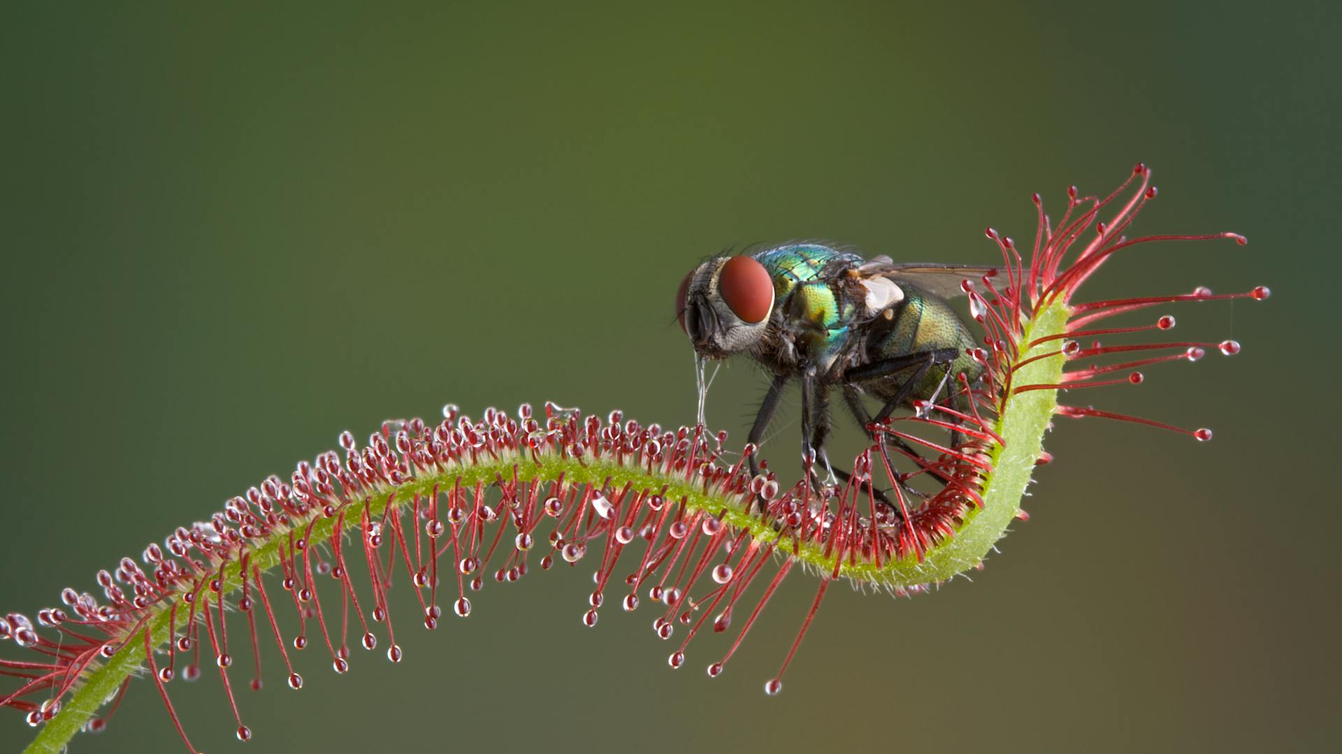 Fliege klebt an einem Sonnentau-Tentakel mit Lockflüssigkeit an den feinen Fanghaaren.
