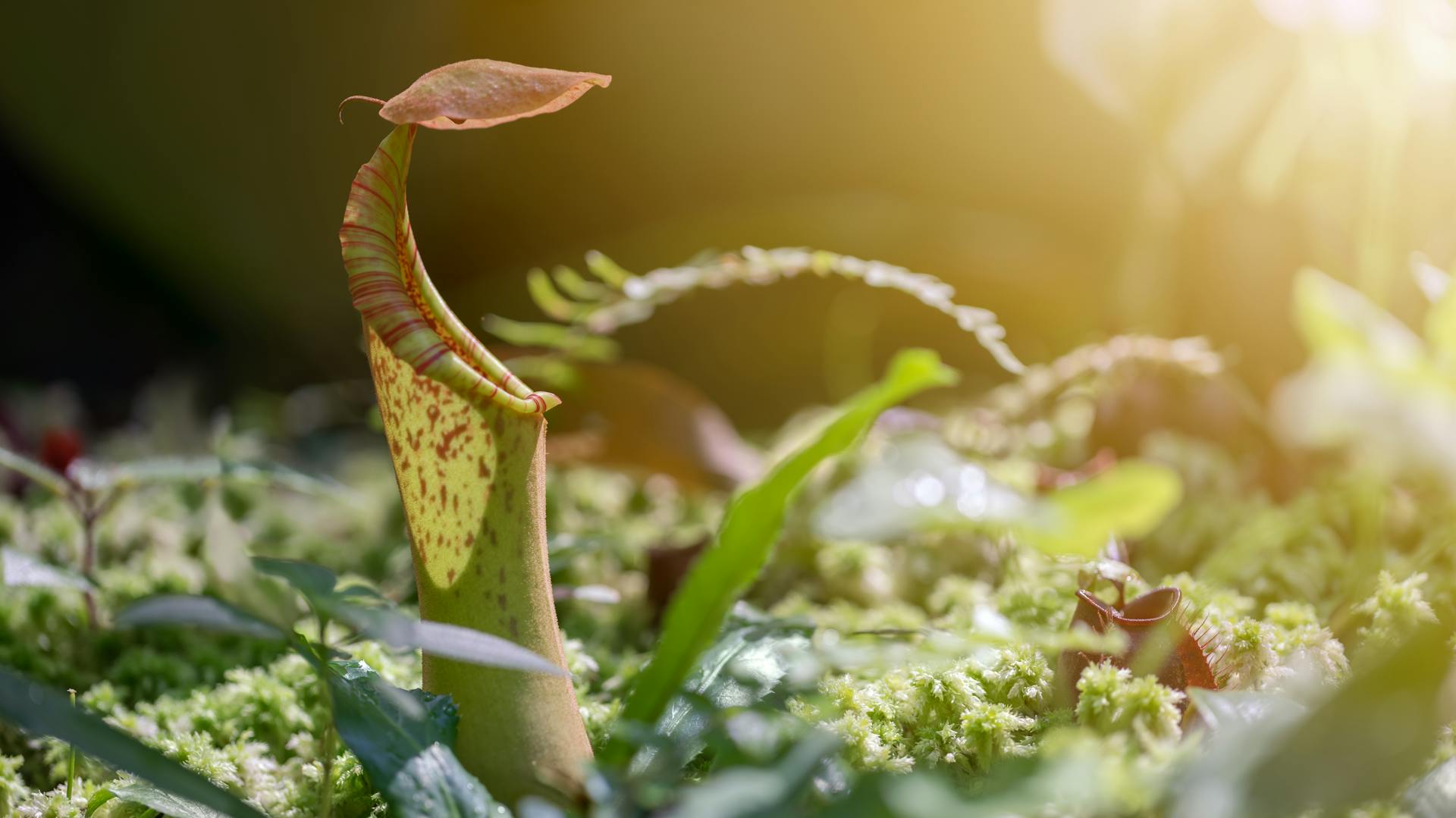Kanne einer Nepenthes im Sonnenlicht.