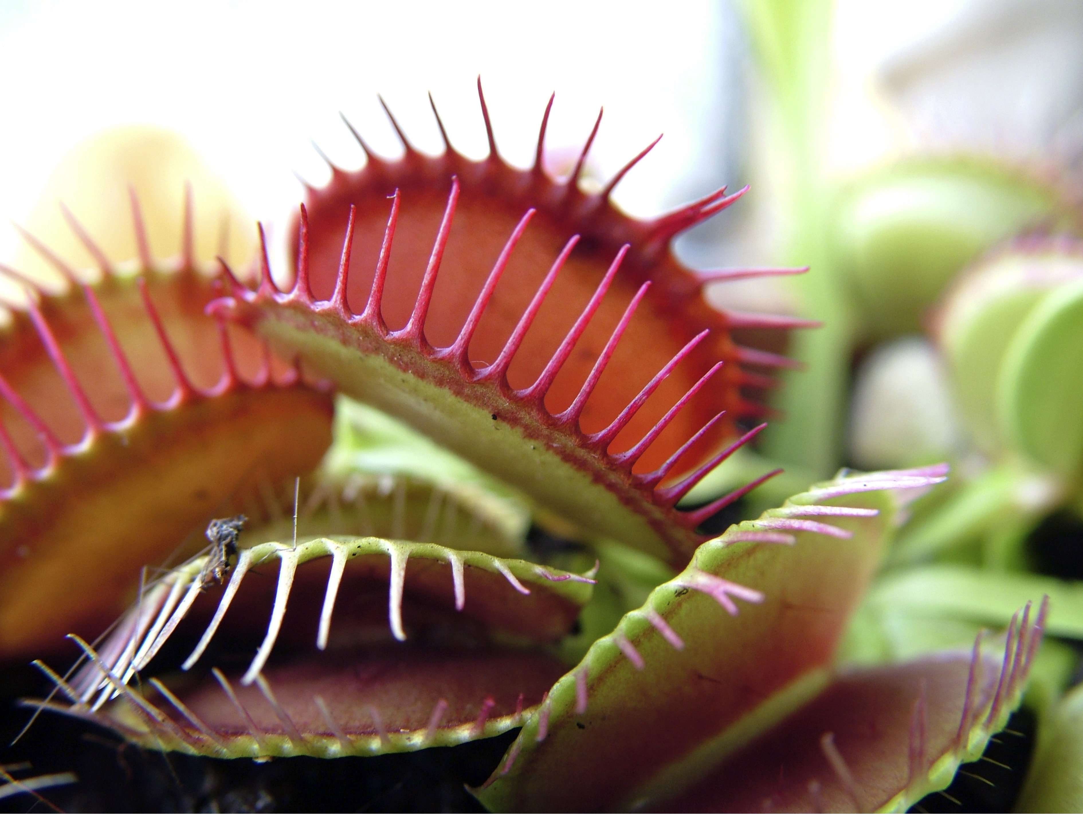 Fleischfressende Pflanzen und ihre Eigenschaften OBI