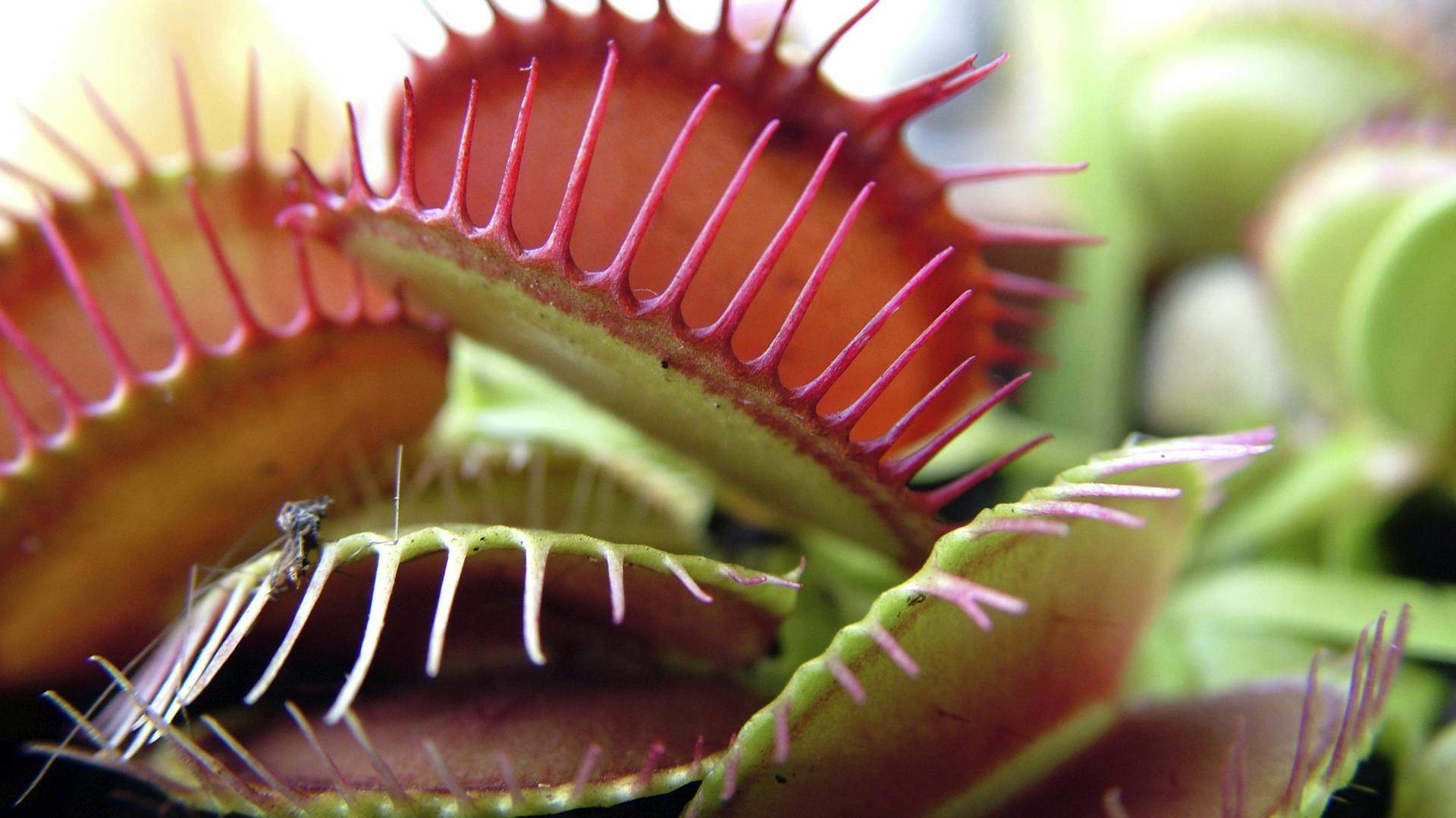 Fleischfressende Pflanze Venusfliegenfalle