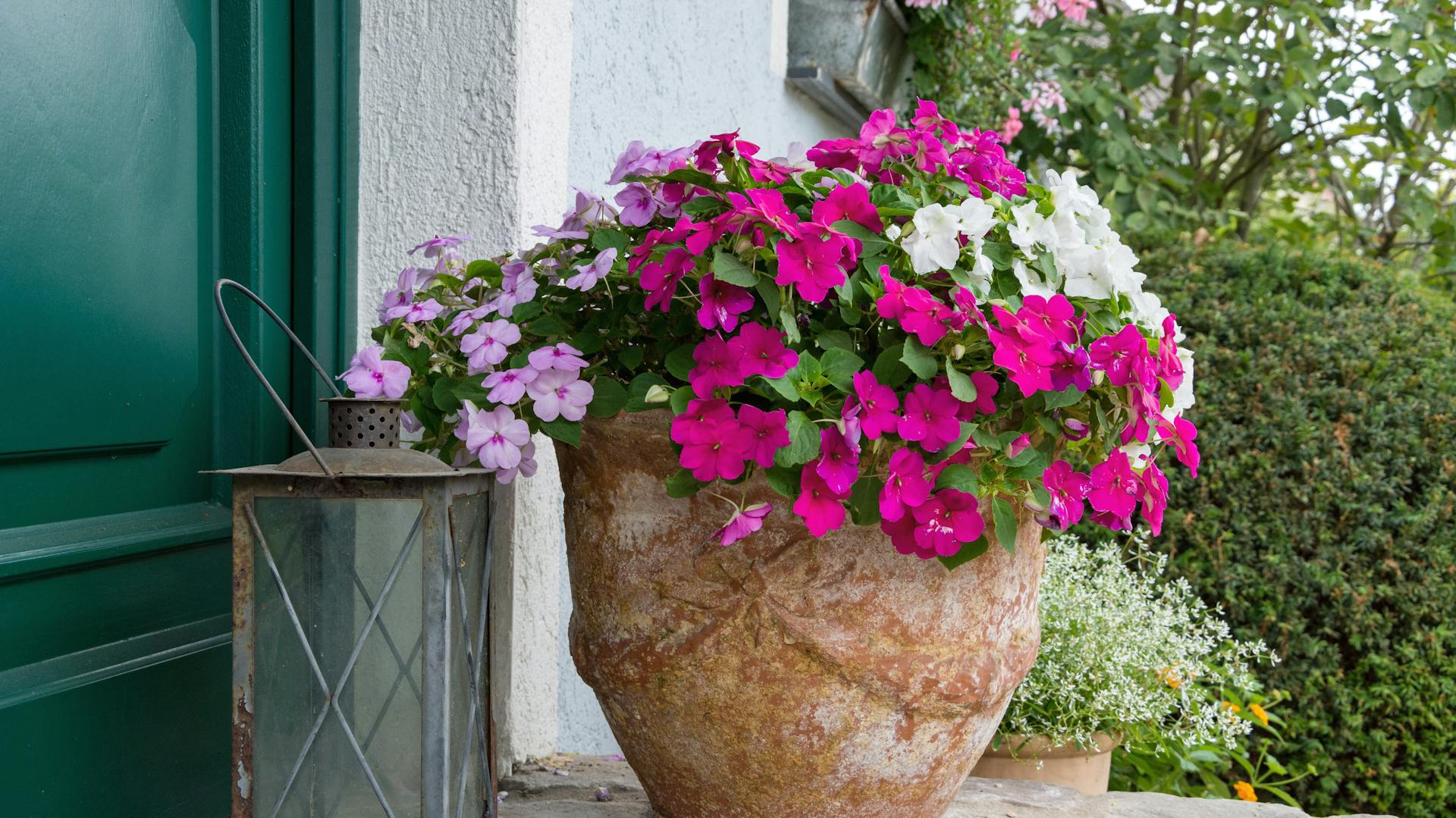 Fleißiges Lieschen im Topf