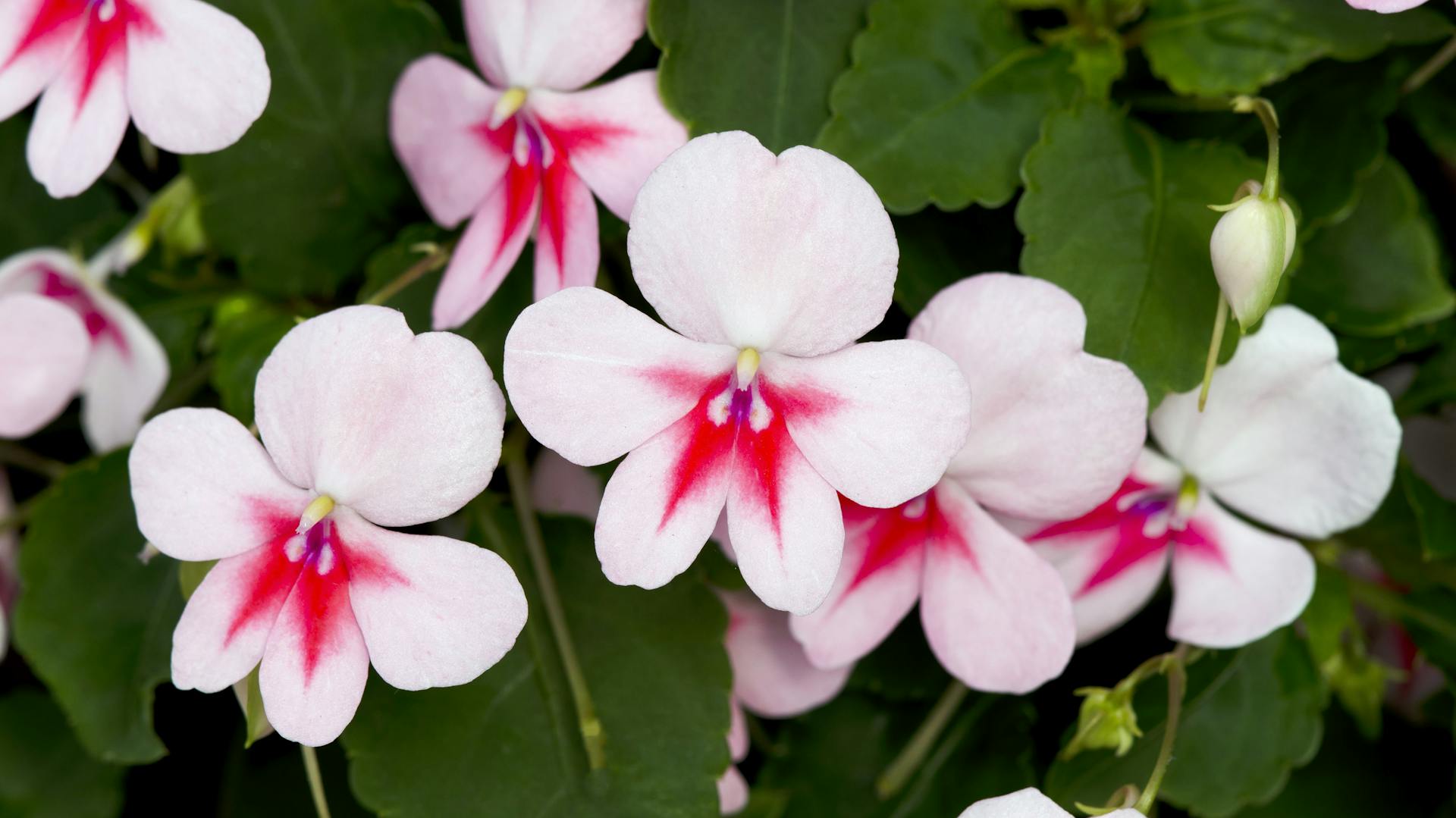 Blühendes Fleißiges Lieschen.