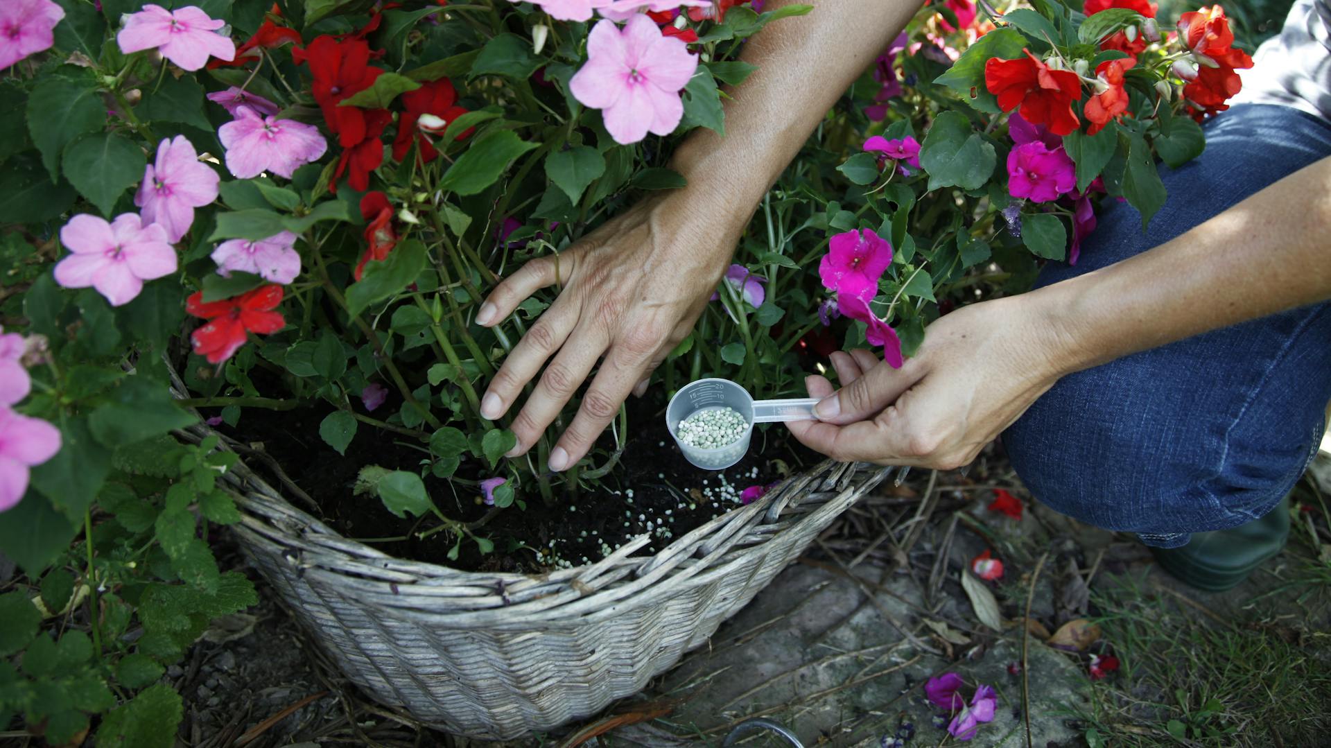 Fleißiges Lieschen im Kübel wird von einer Frau mit Dünger versorgt.