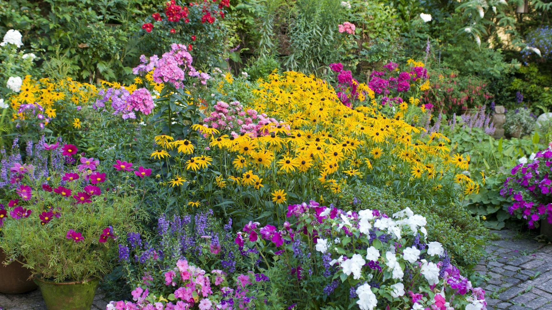 Fleißiges Lieschen zusammen mit anderen Pflanzen in einem Blumenbeet.