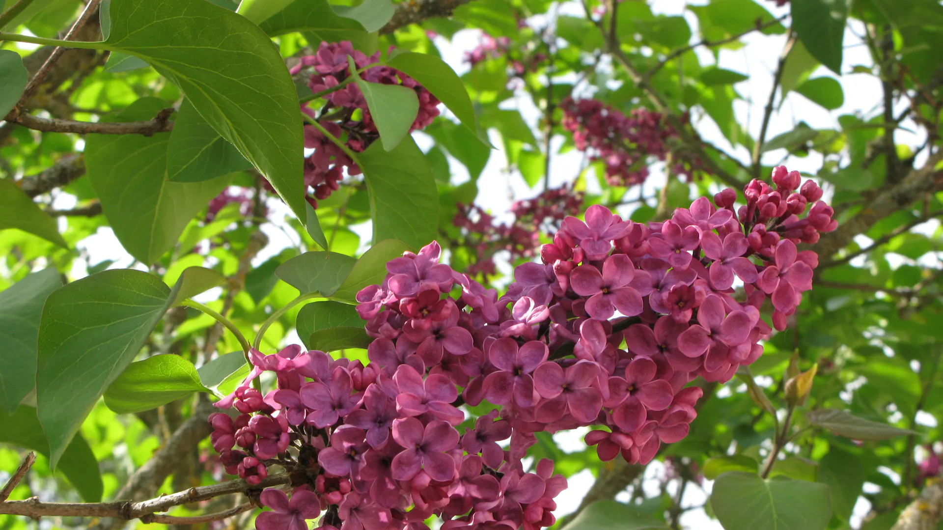 Flieder mit dunkelroter Blüte.