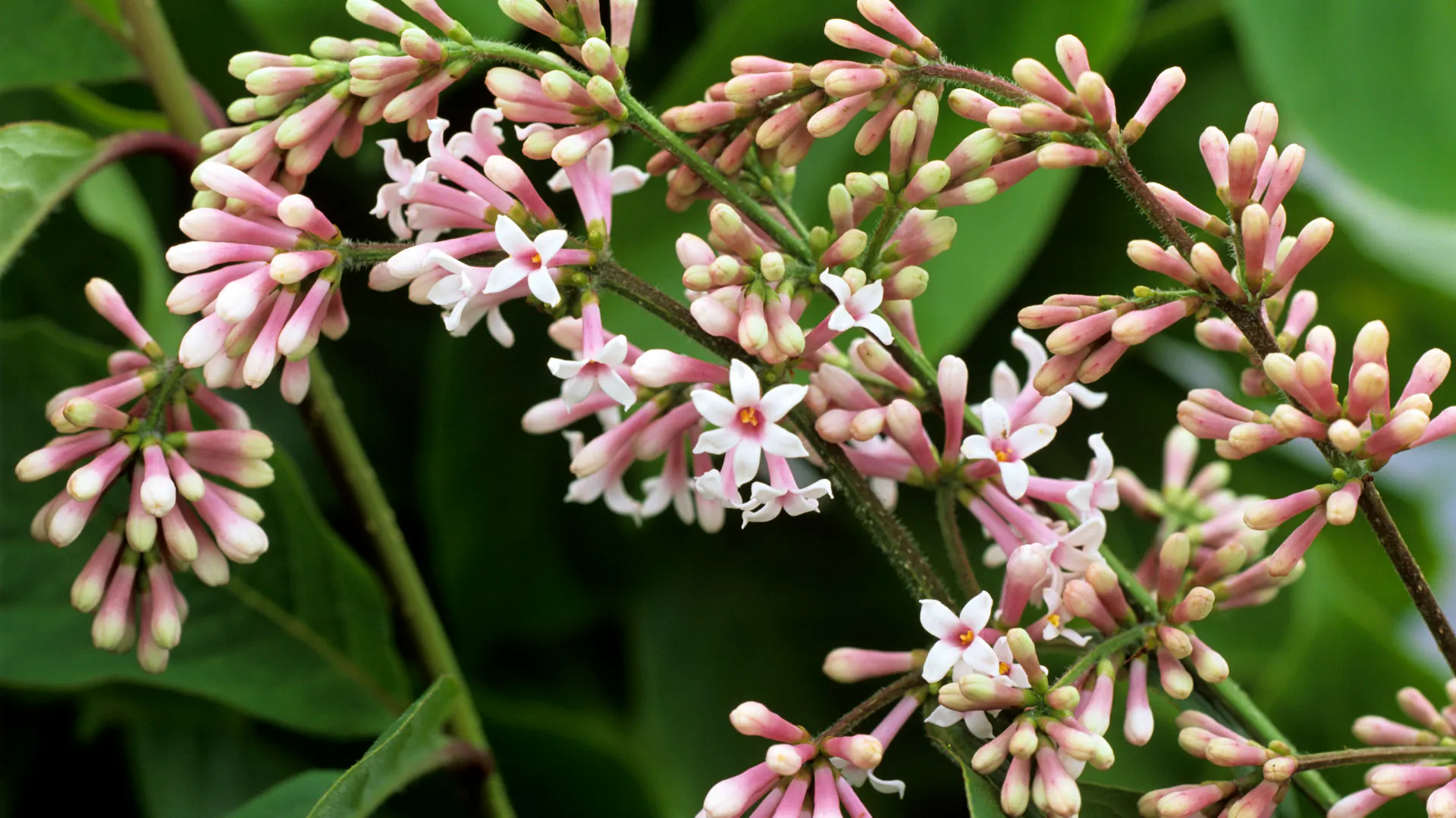 Blüten des Bogenflieders (Syringa reflexa)