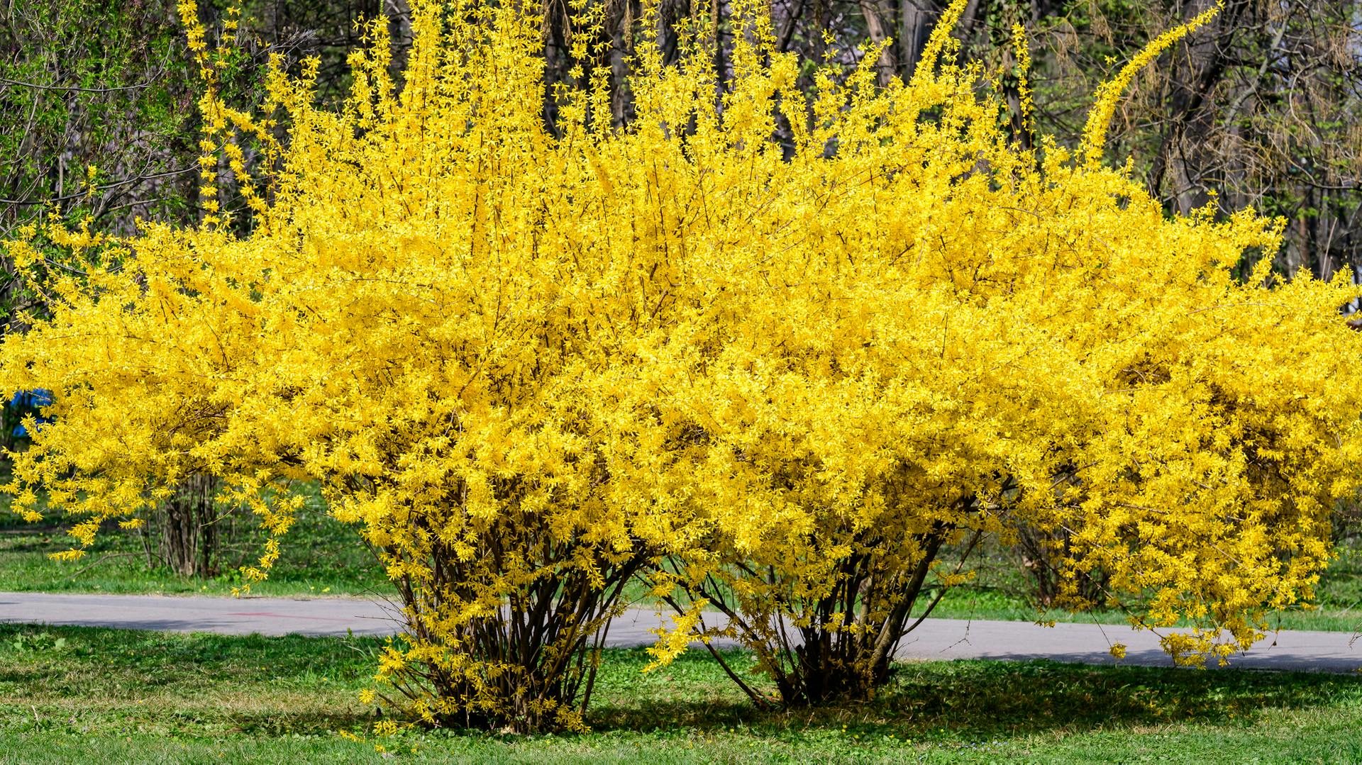 Gelb blühende Forsythie