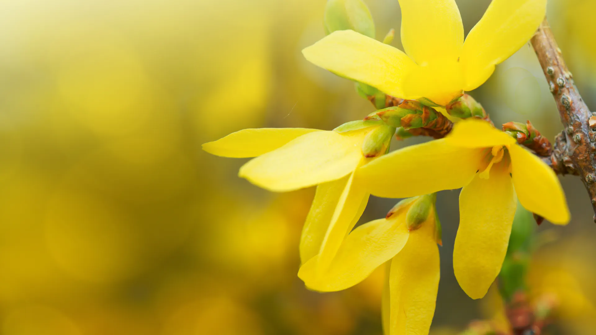 Blüte an der Forsythie