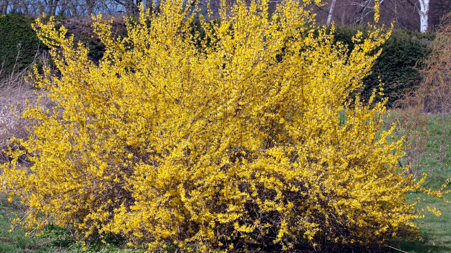 Eine blühende Forsythie im Garten