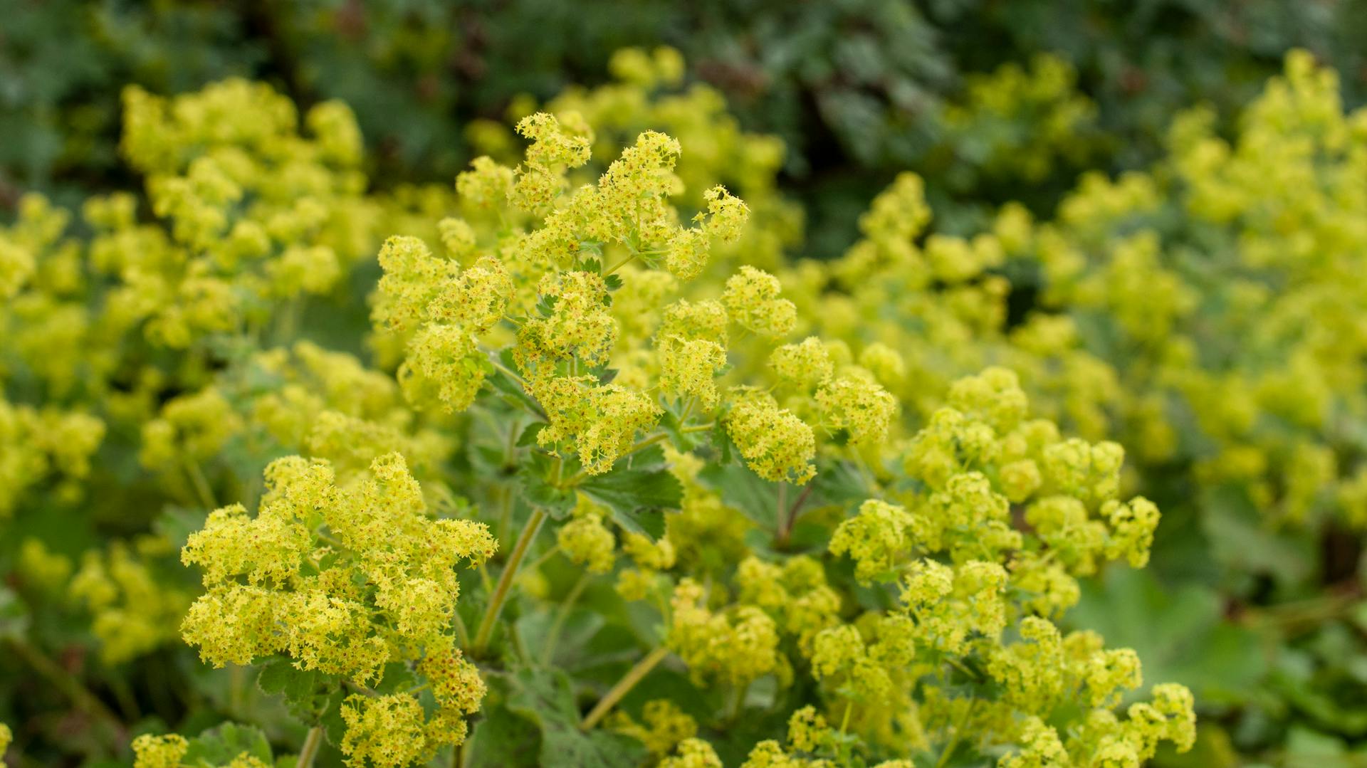 Gelb blühender Frauenmantel
