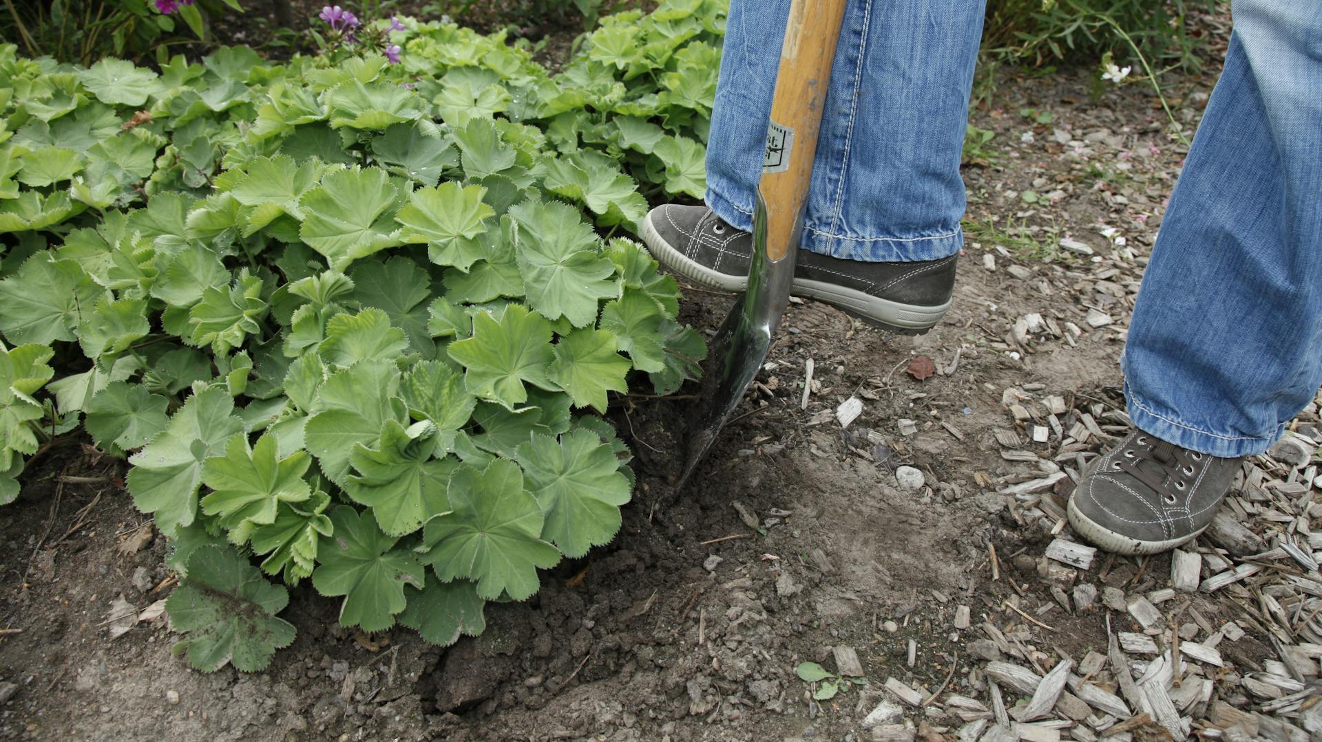Frauenmantel wird mit dem Spaten entfernt