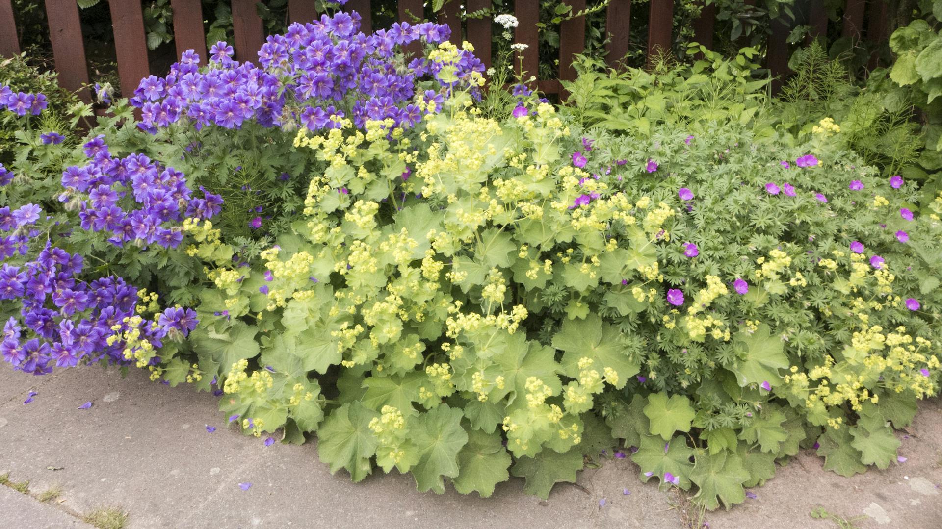 Blätter am Frauenmantel