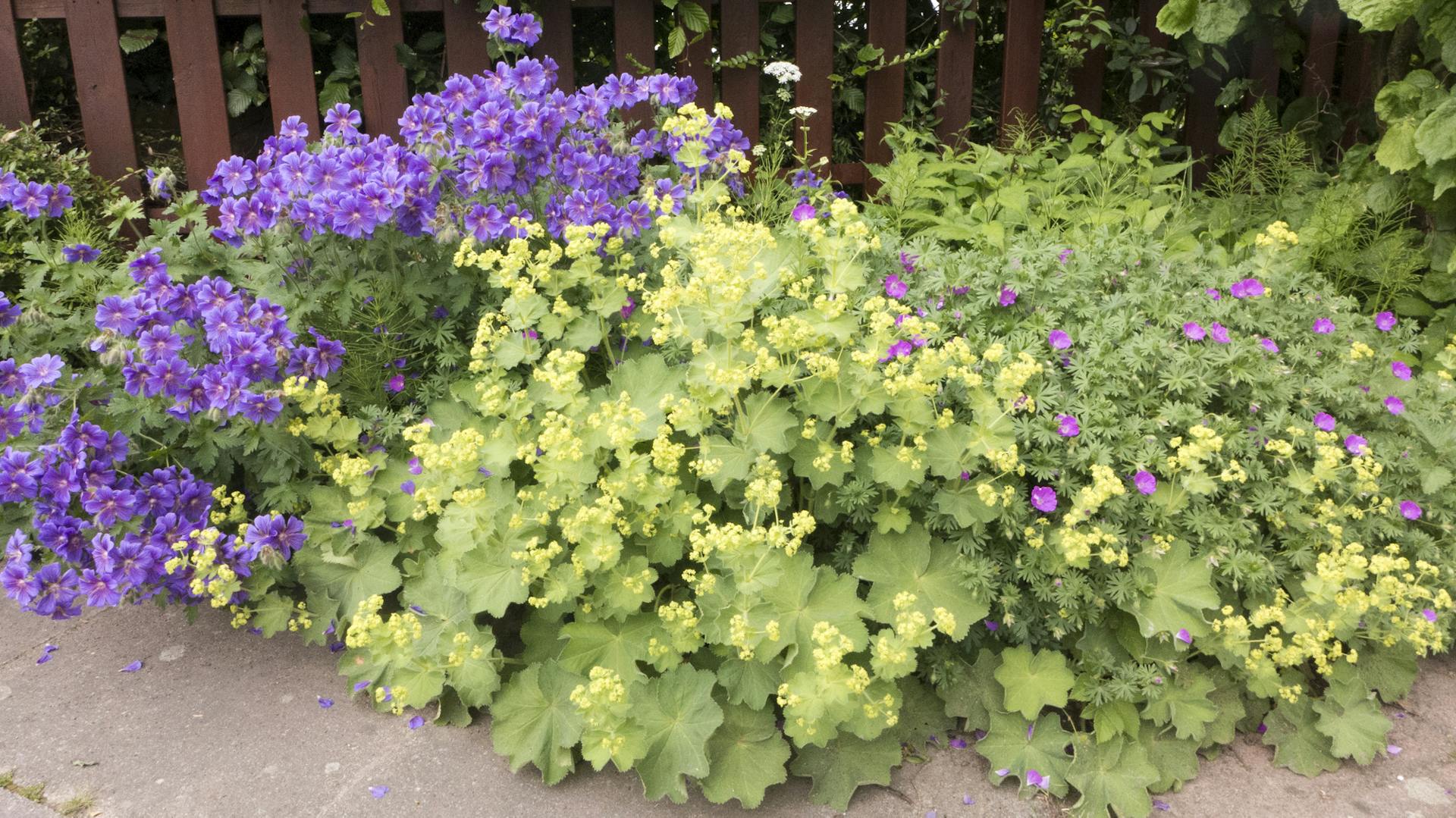 Frauenmantel mit Storchschnabel in einem Beet
