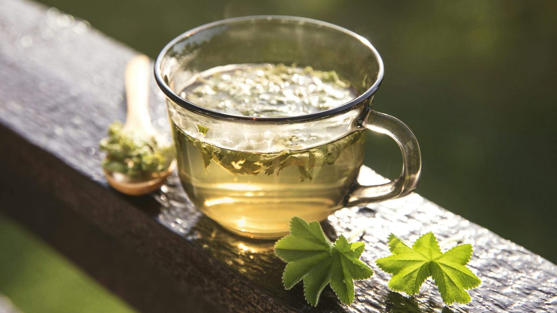 Eine Tasse Tee aus Blättern des Frauenmantels.