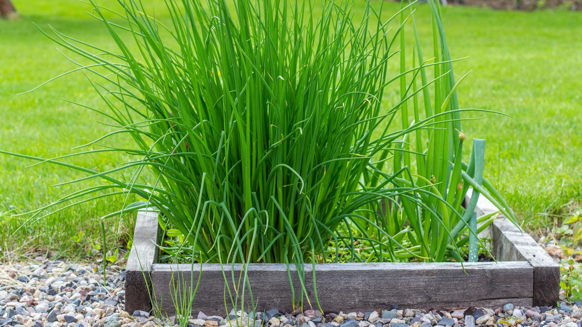 Frühlingszwiebel im Beet