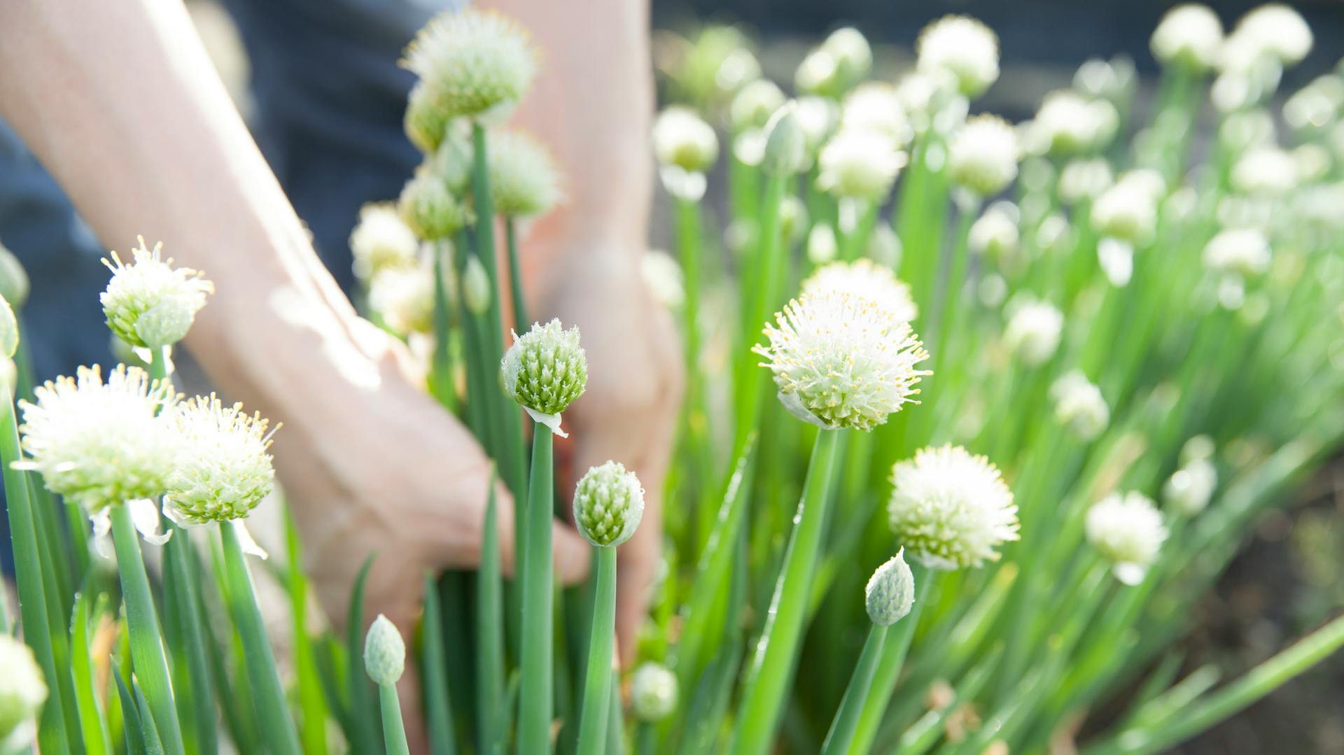 Blühende Frühlingszwiebel