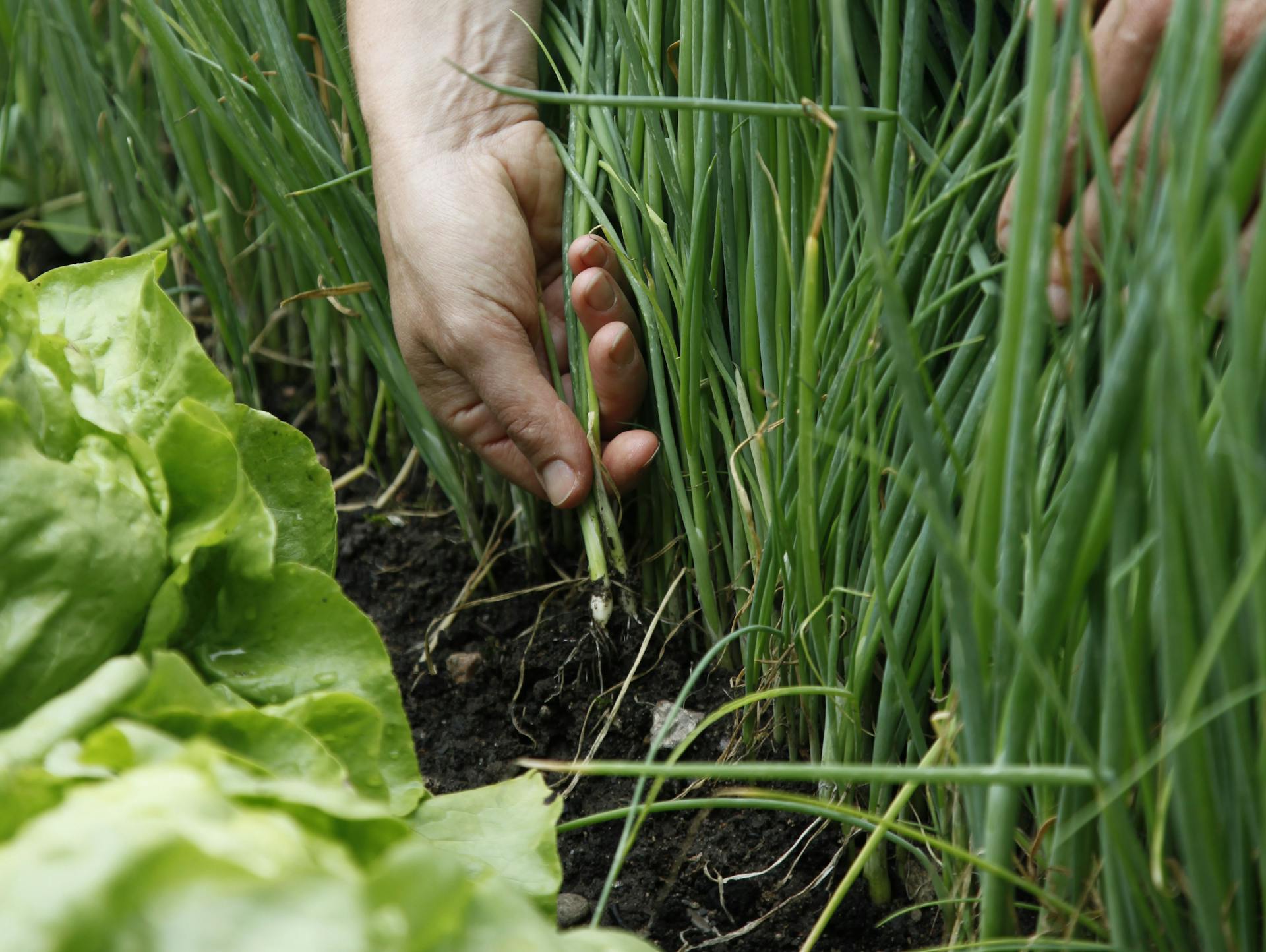 Jemand erntet Frühlingszwiebeln im Beet.