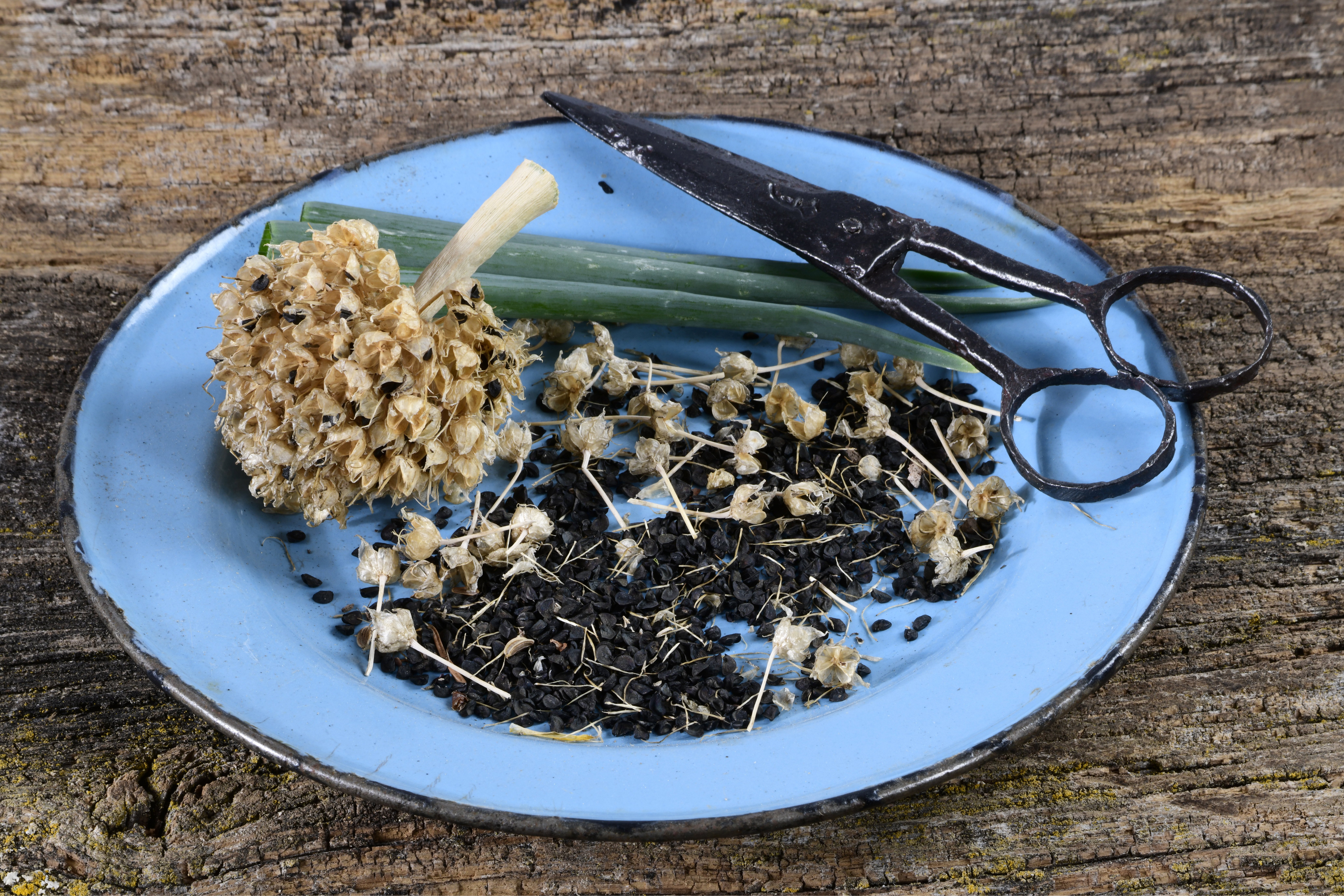 Getrocknete Keime der Frühlingszwiebel auf einem Teller mit Schere
