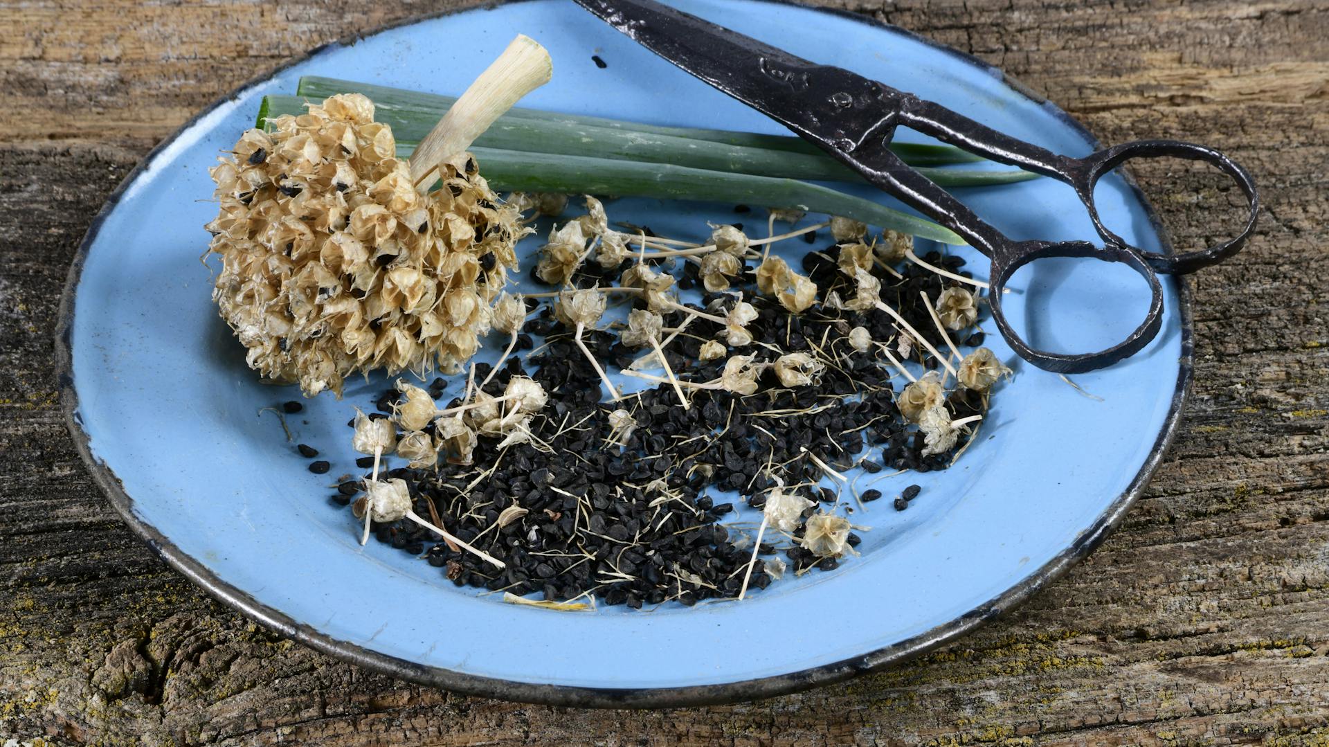 Getrocknete Keime der Frühlingszwiebel auf einem Teller mit Schere