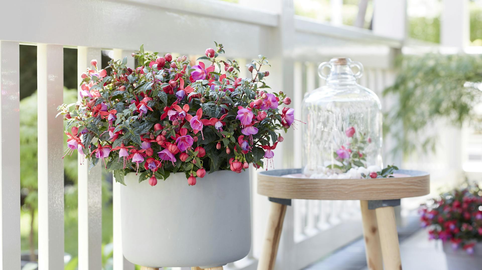Eine Fuchsie im weißen Pflanztop auf einem Balkon