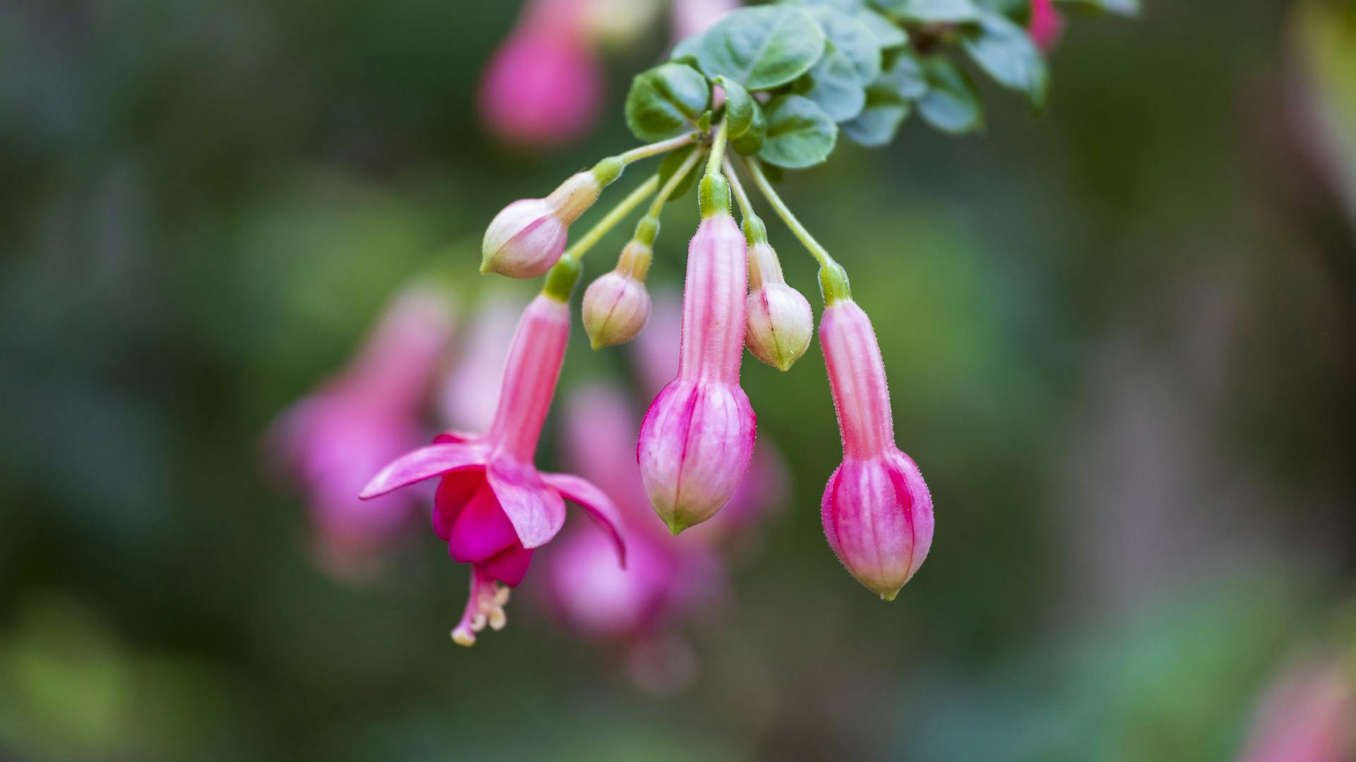 Rosablühende Fuchsie