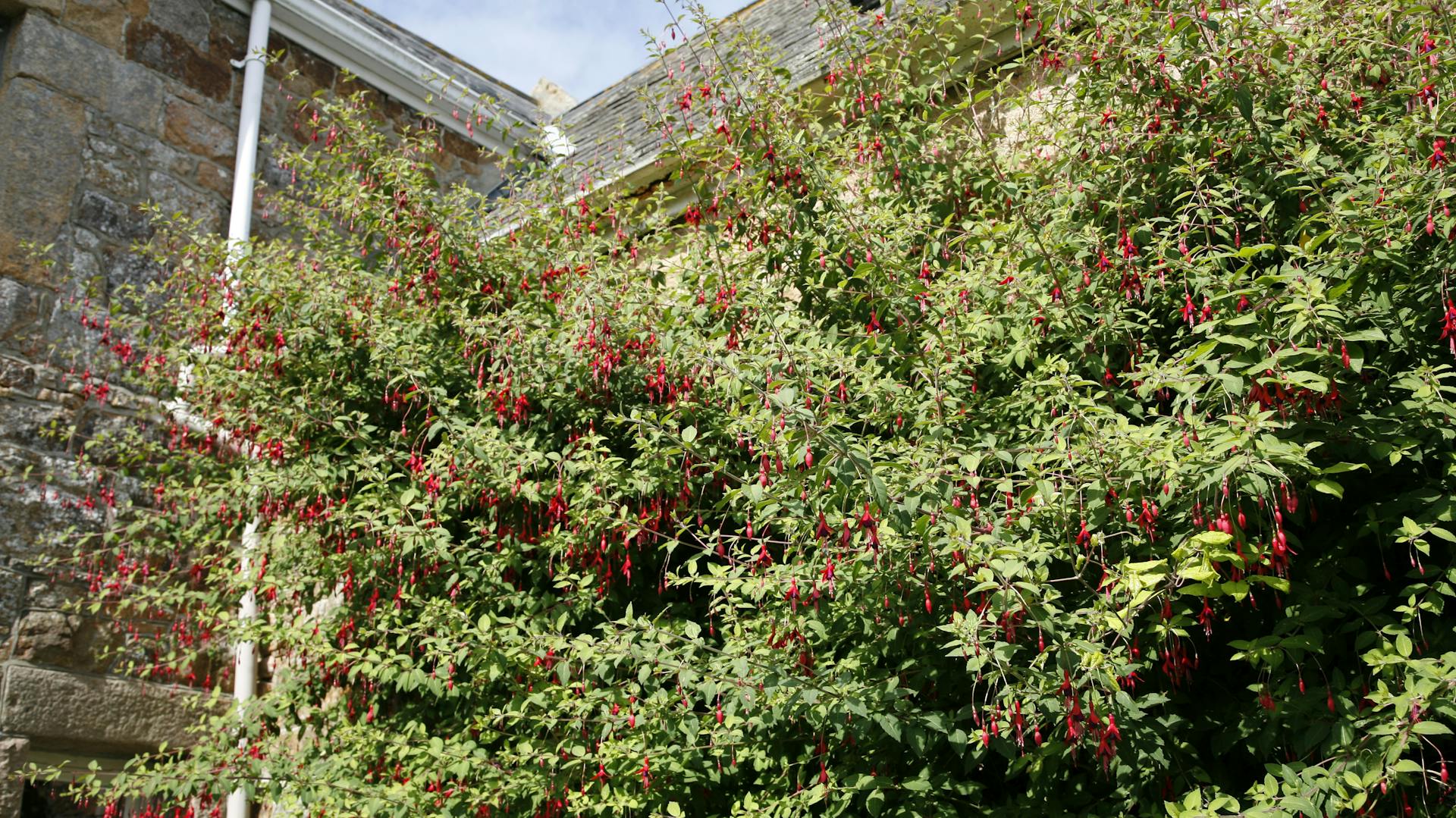 Fuchsien vor einer Hauswand in der Sonne