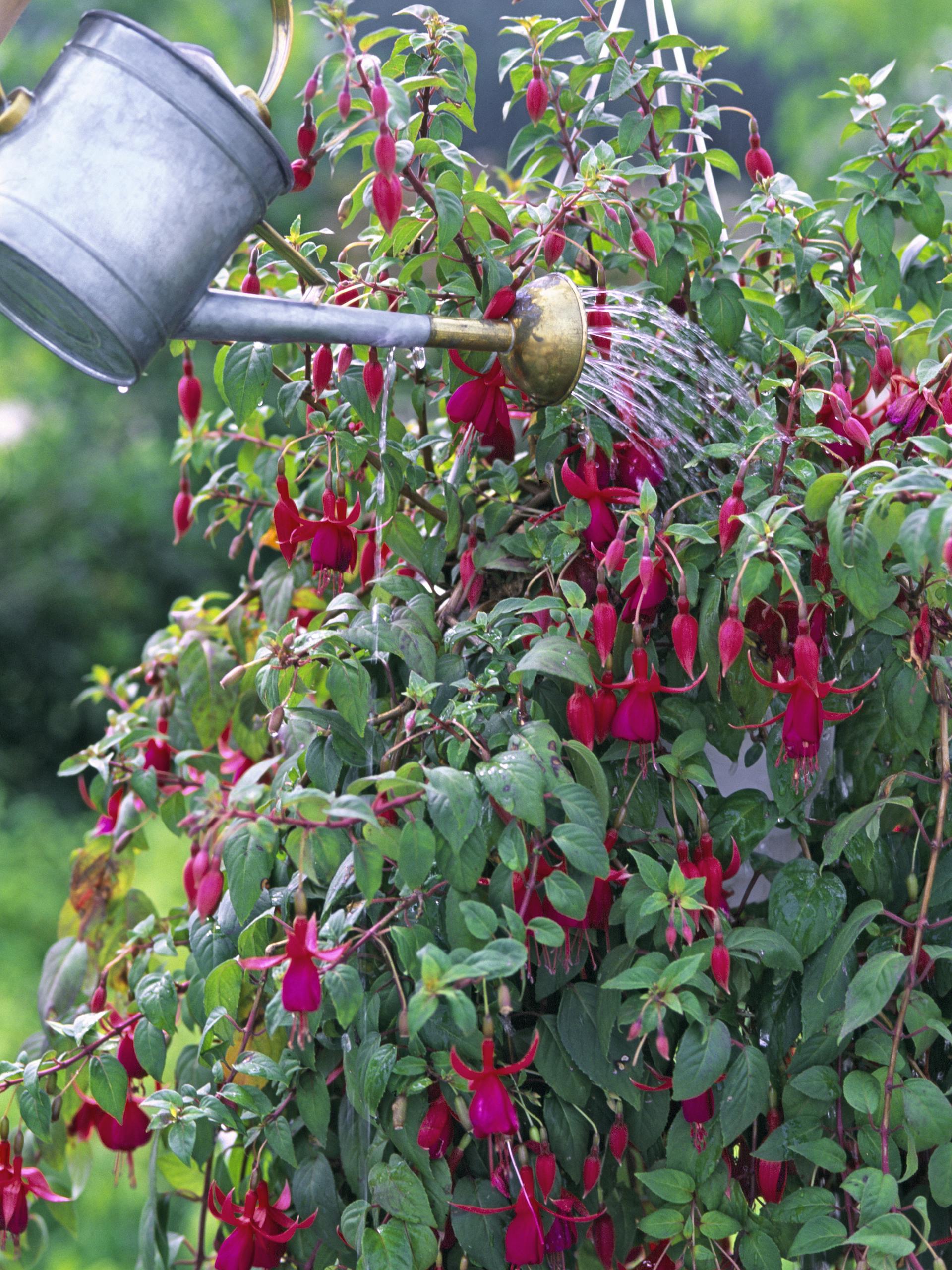 Fuchsien werden mit Gießkanne gegossen