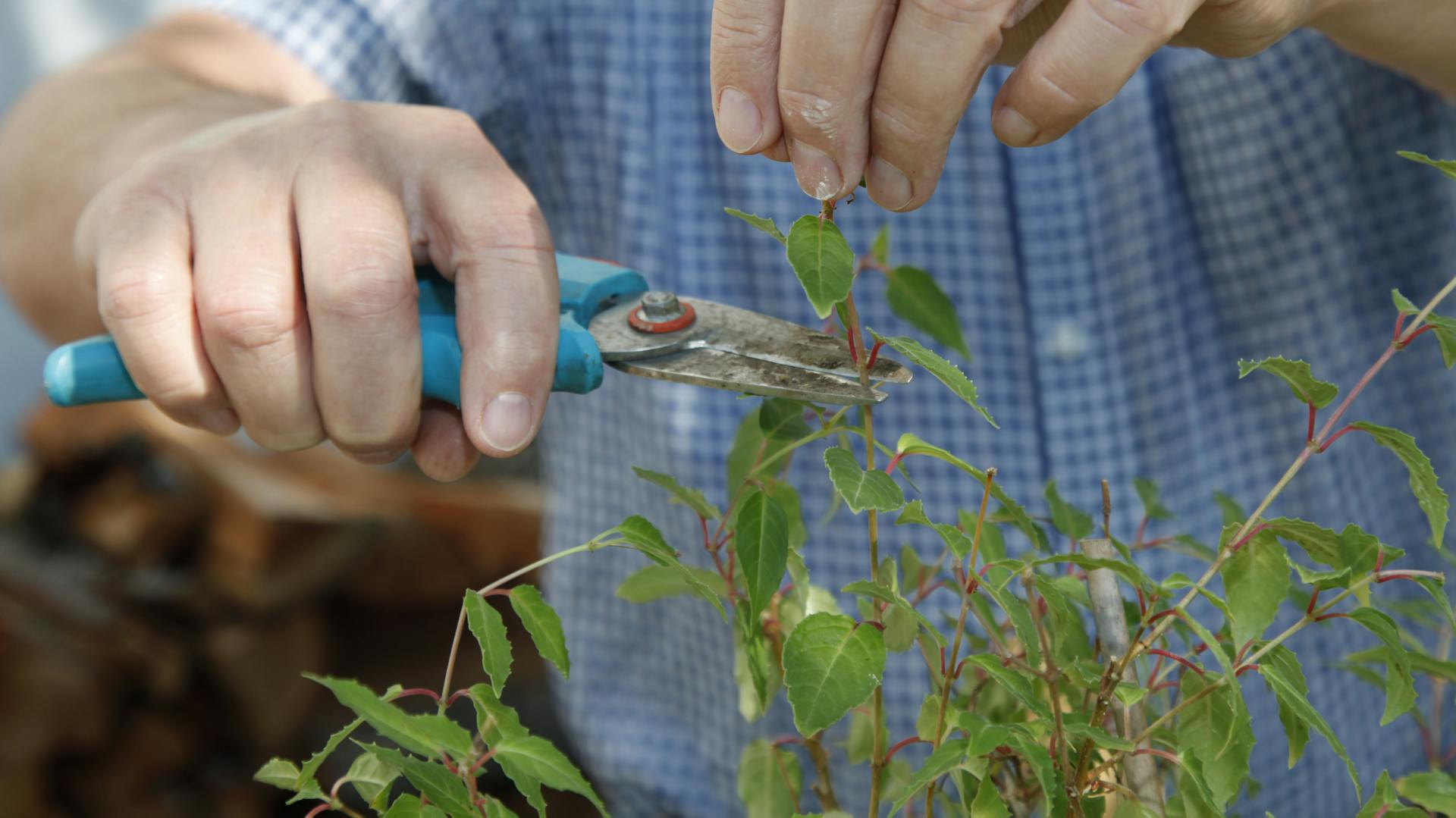 Stecklinge einer Fuchsie werden mit Gartenschere abgeschnitten
