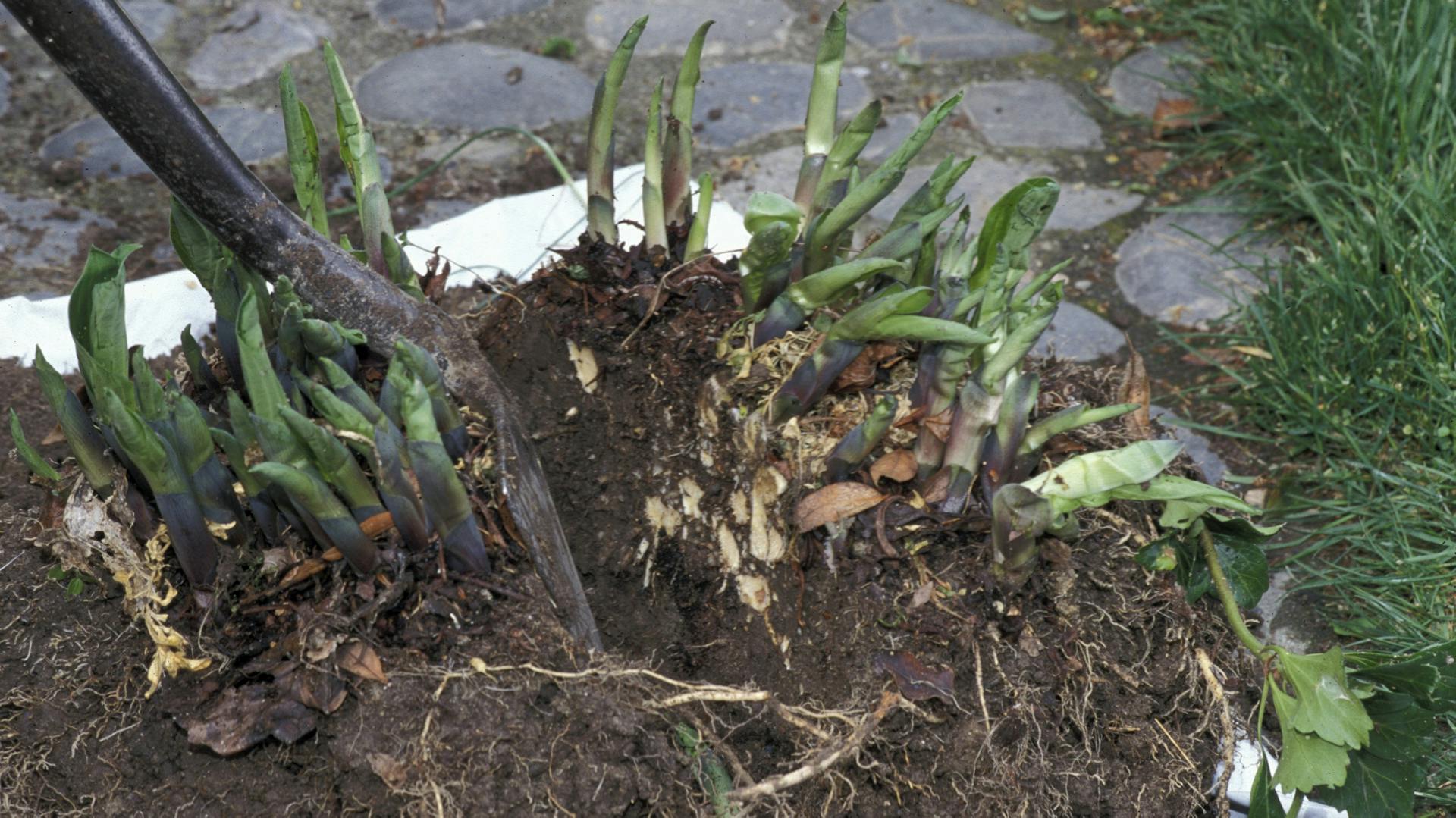 Wurzelstock einer Funkie wird mit einem Spaten geteilt.