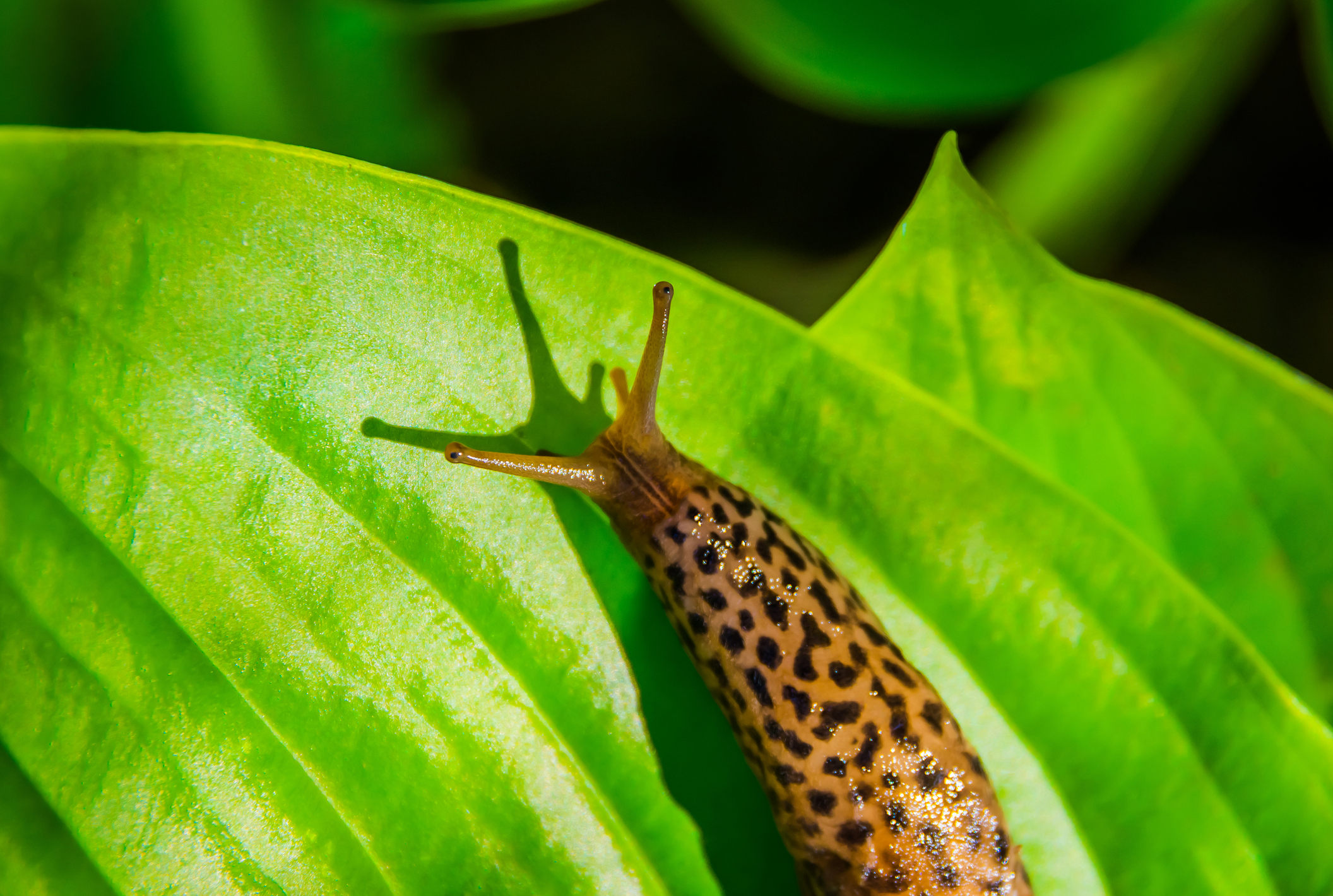 Nacktschnecke auf einer Funkie