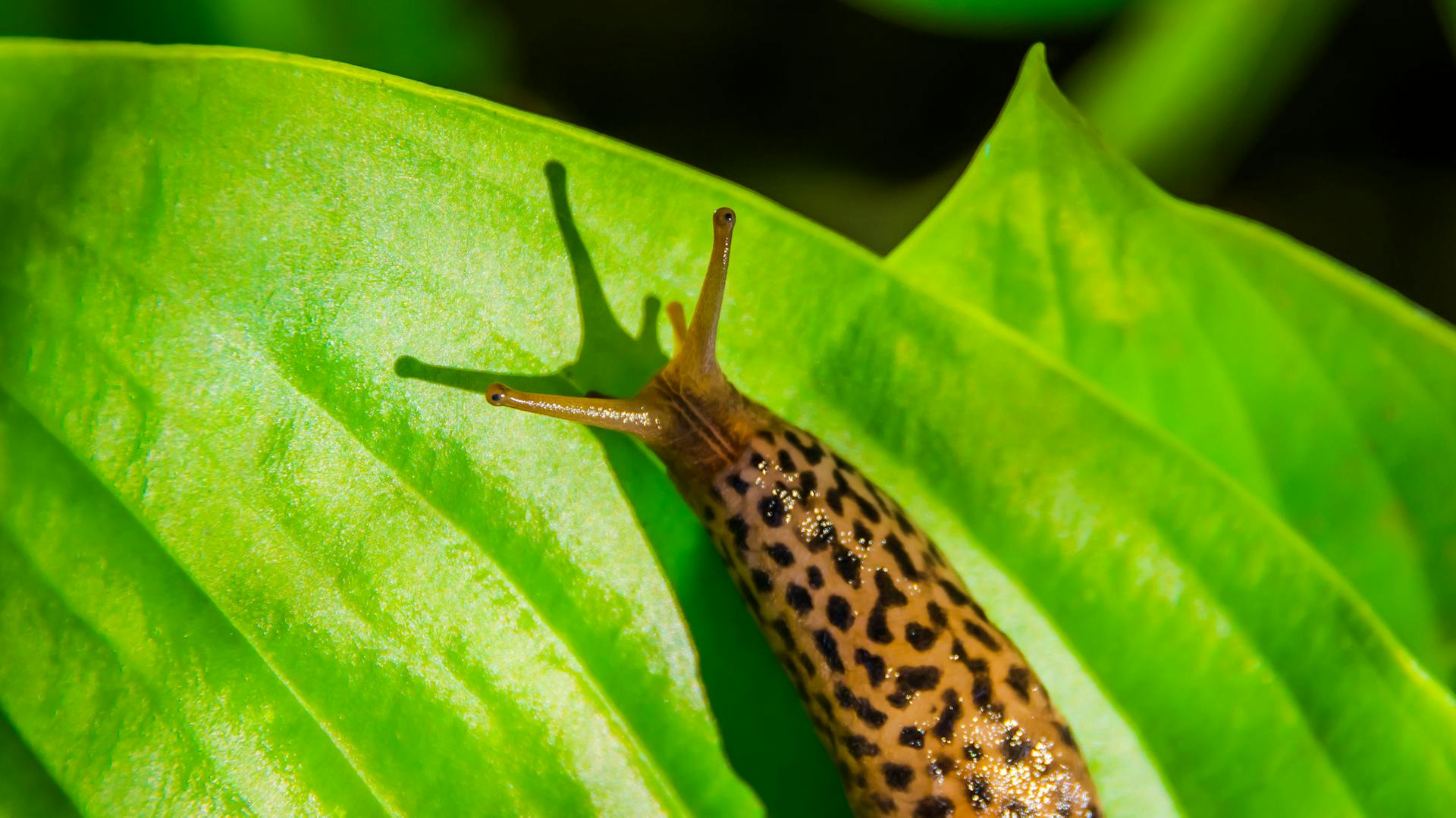 Nacktschnecke auf einer Funkie