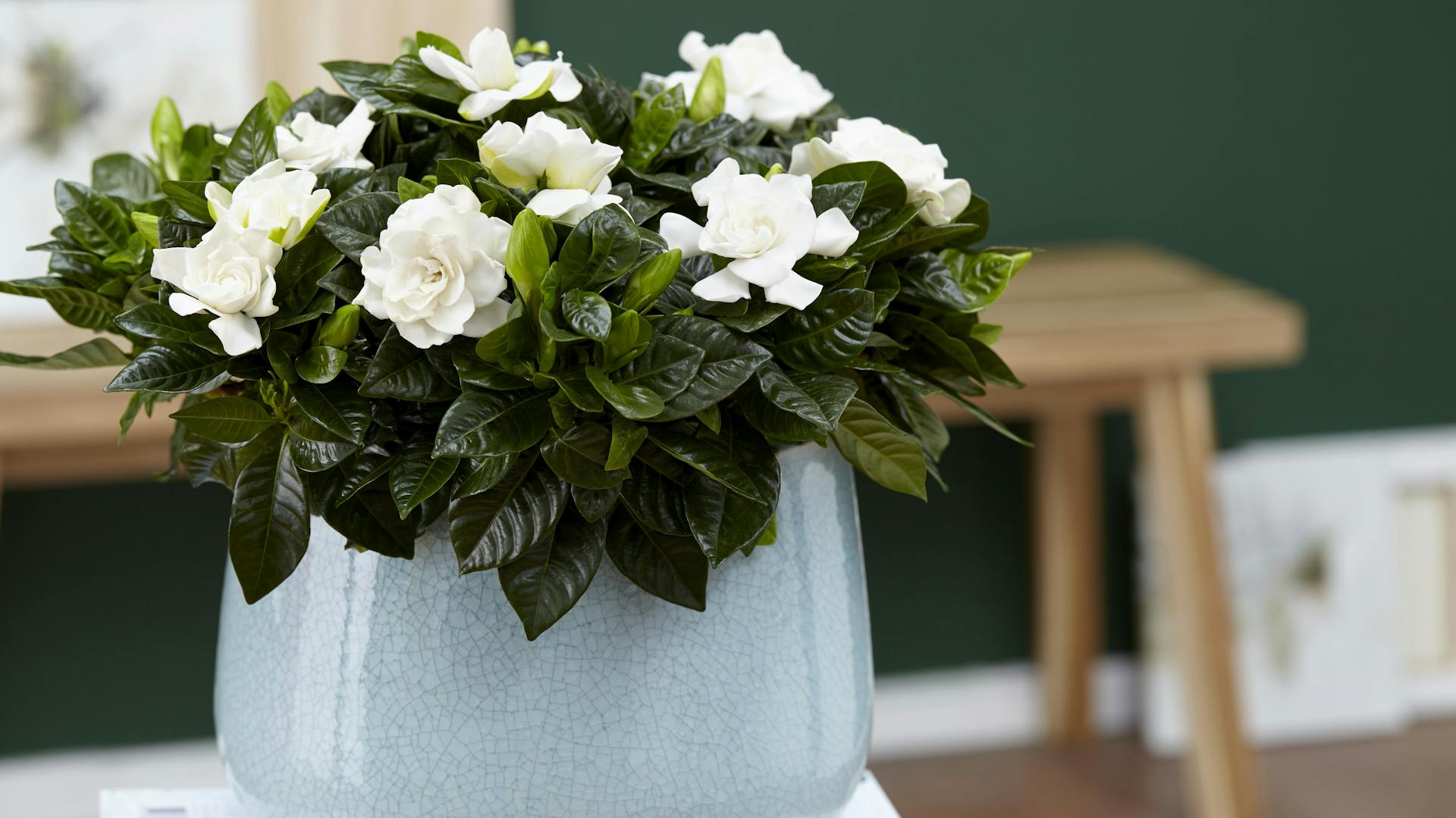 Blühende Gardenie mit weißen Blüten im Topf.